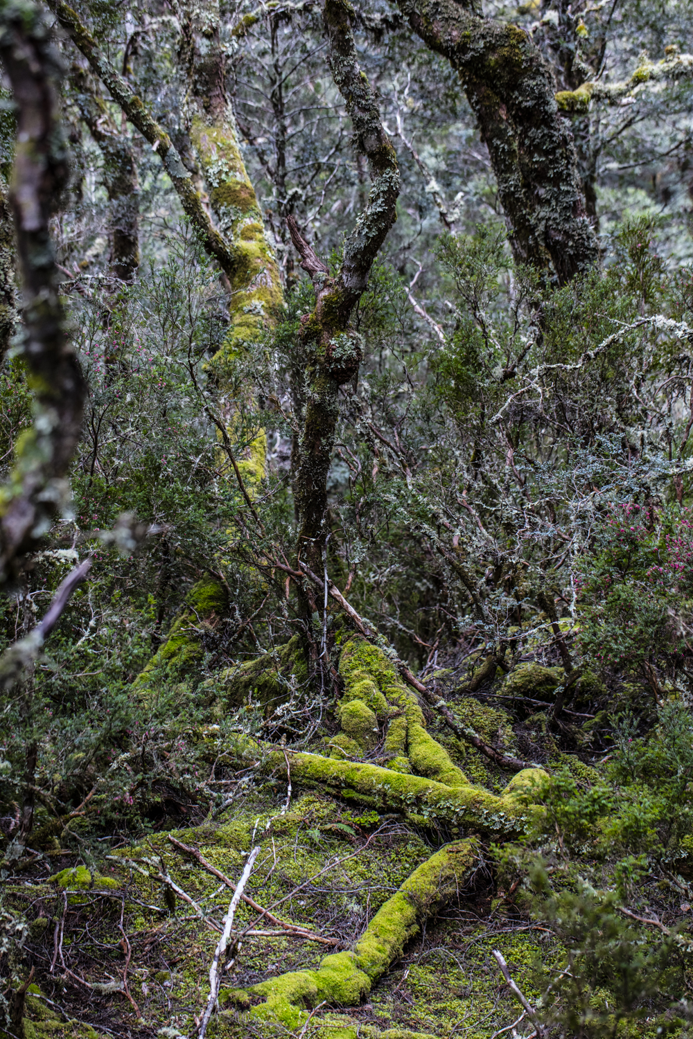 Temperate rainforest in Tasmania, Australia, twisted branches and moss-covered trees, fine art nature photography