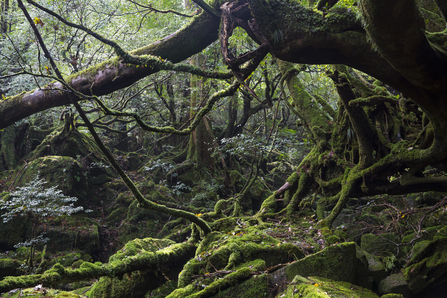 Yakushima rain forest, Japan, roots et moss