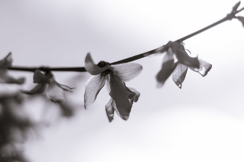 black&white flowers
