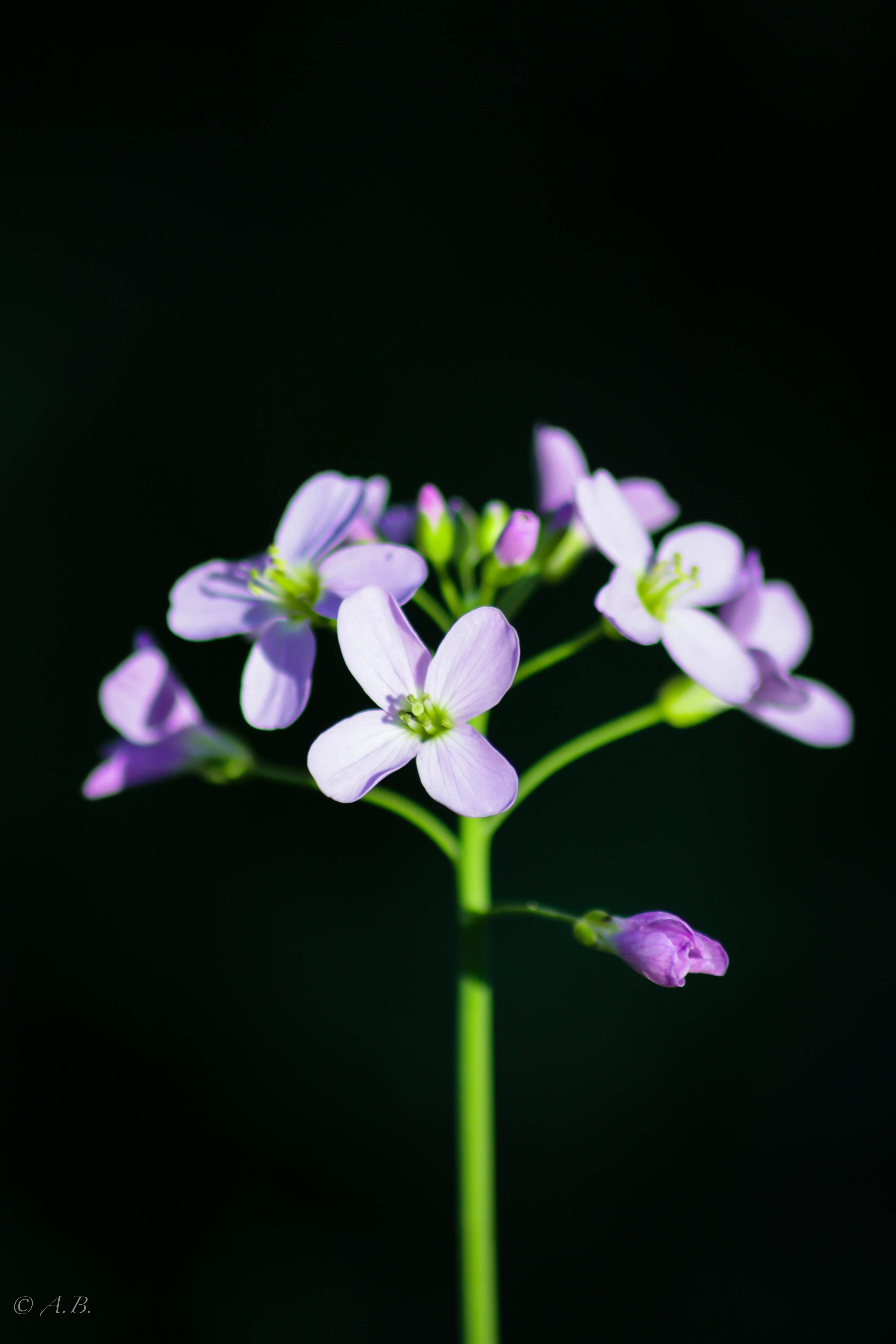 purple flower