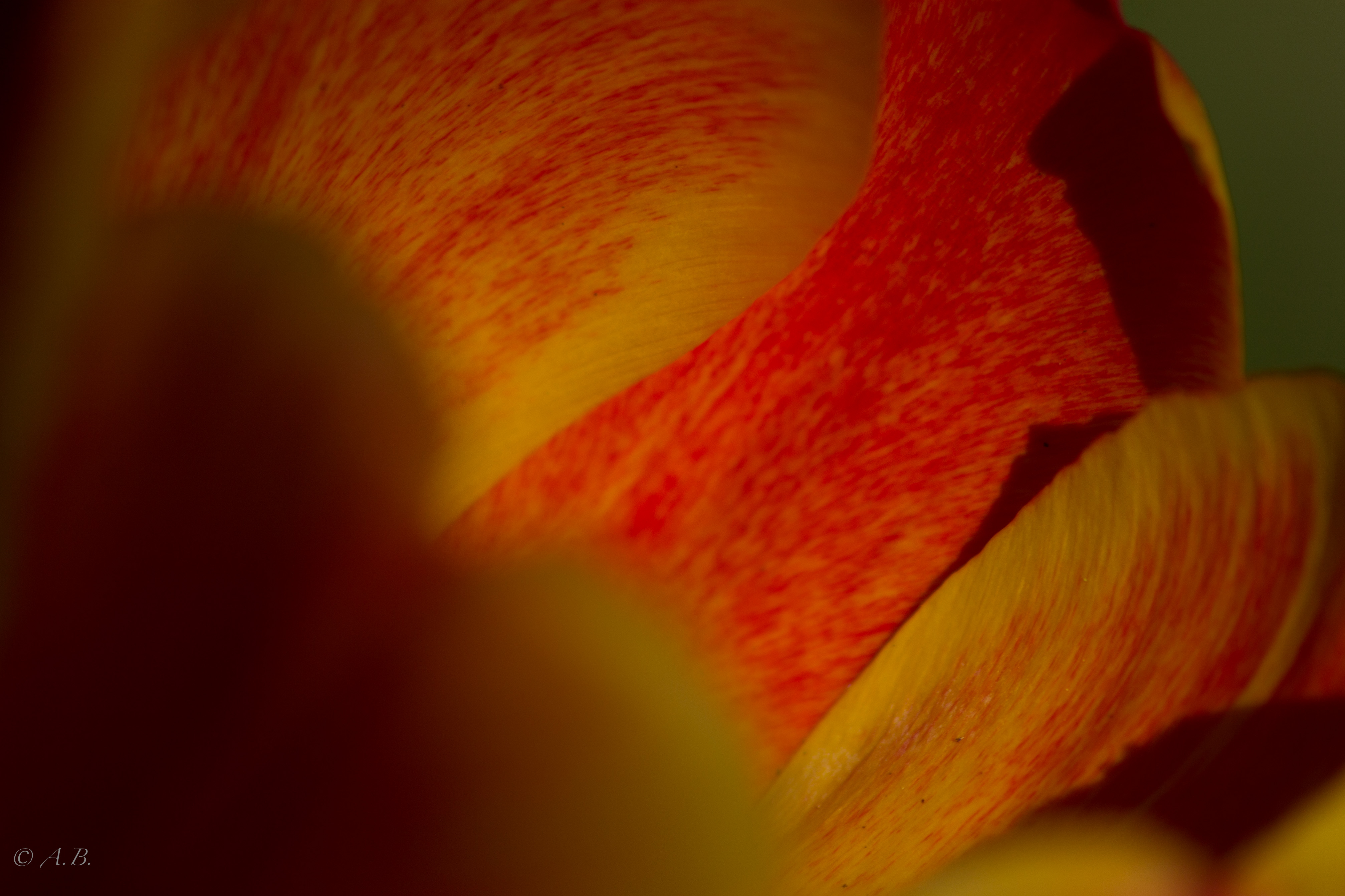 petals