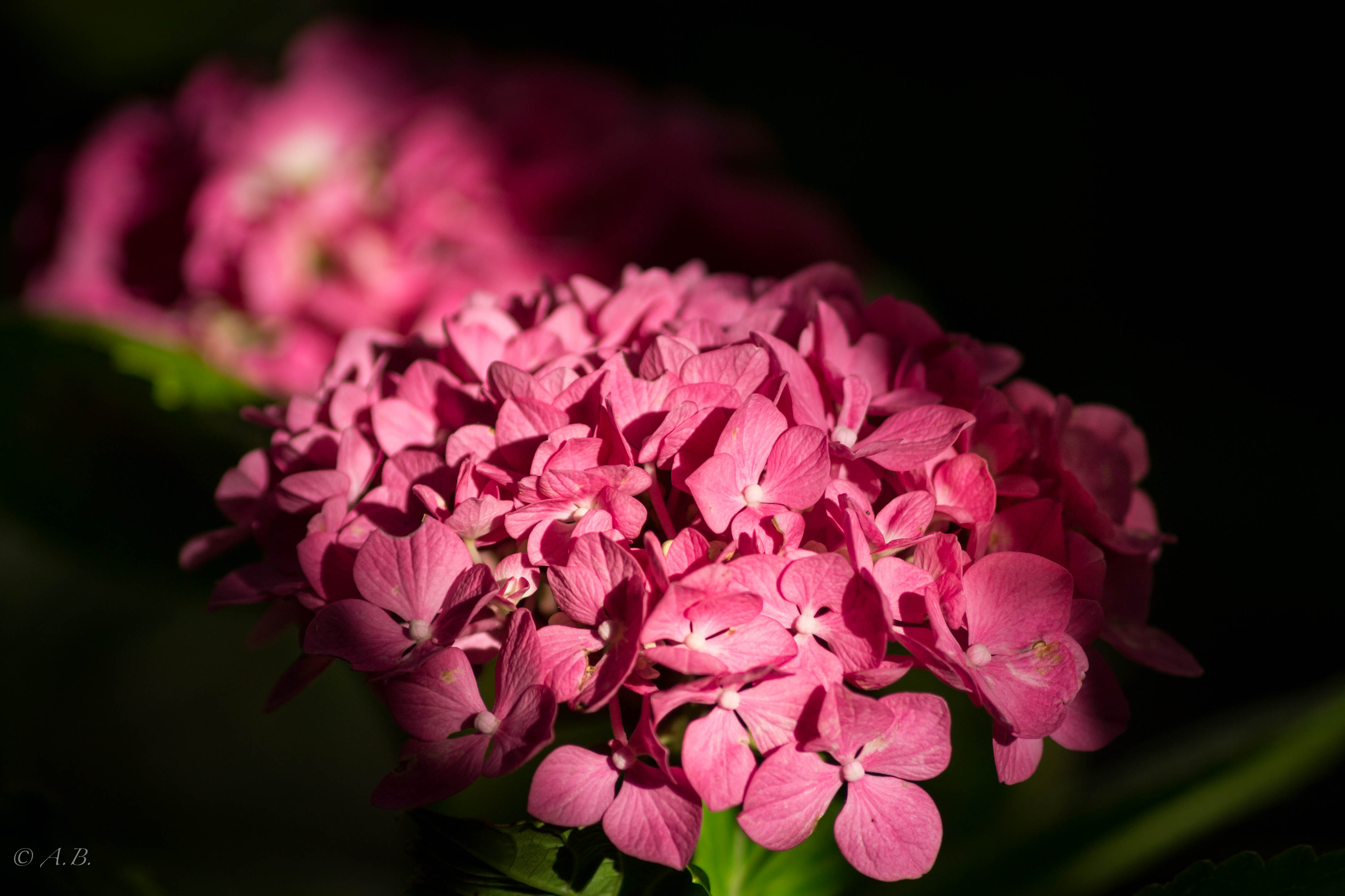 pink flowers