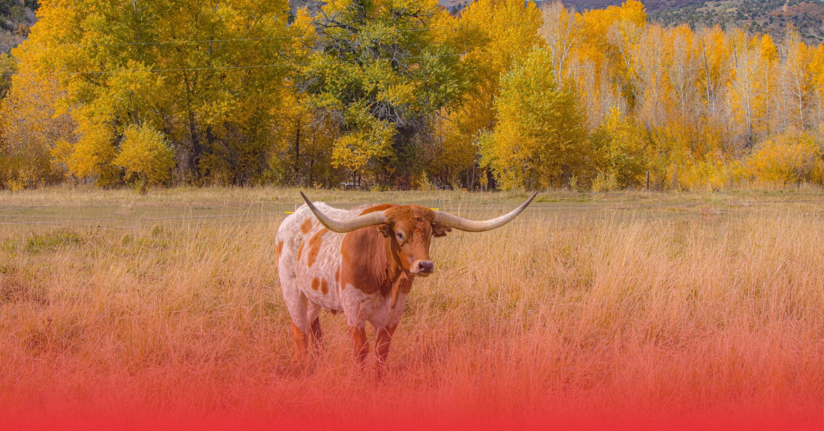 longhorn in a field