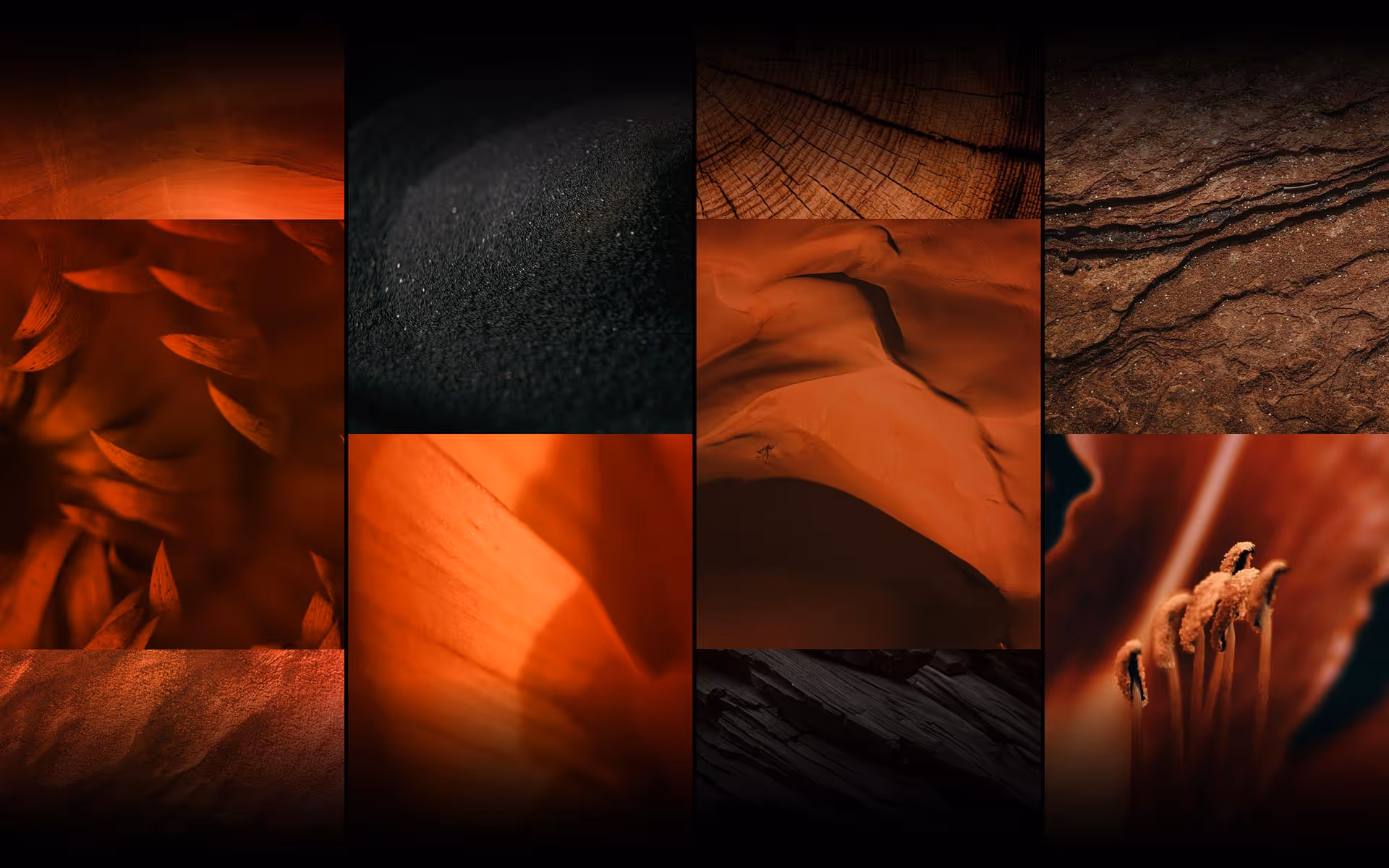 Collage showing images of nature transposed into Heidi Krauss's mood.