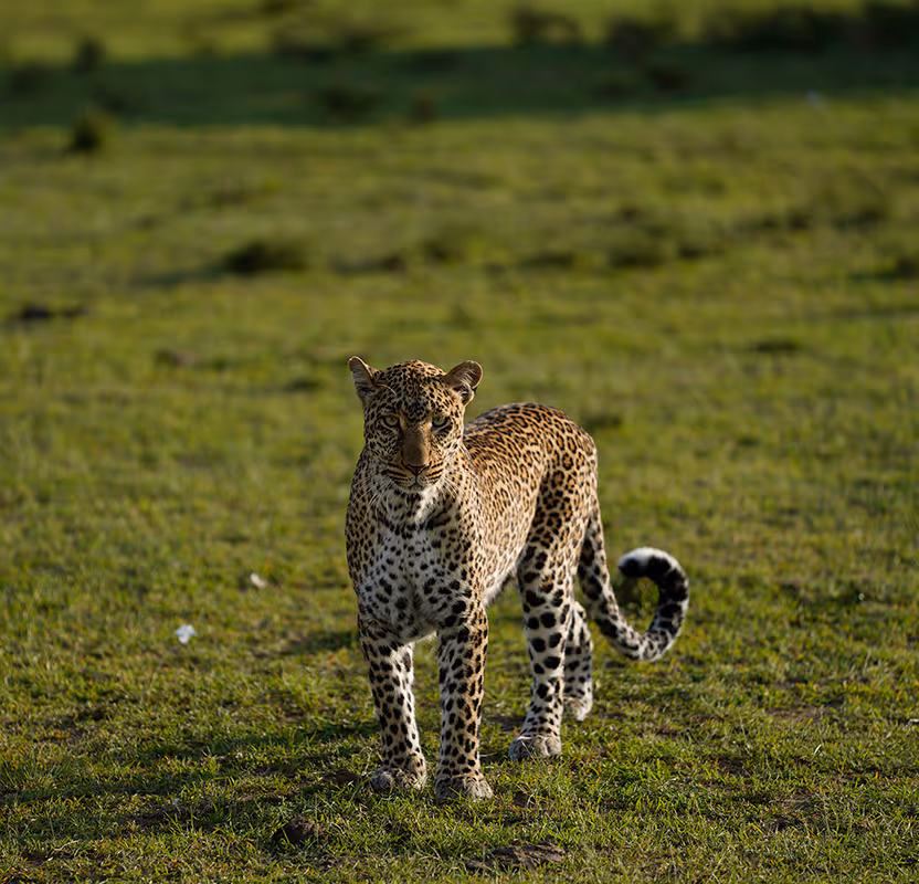 Cheetah