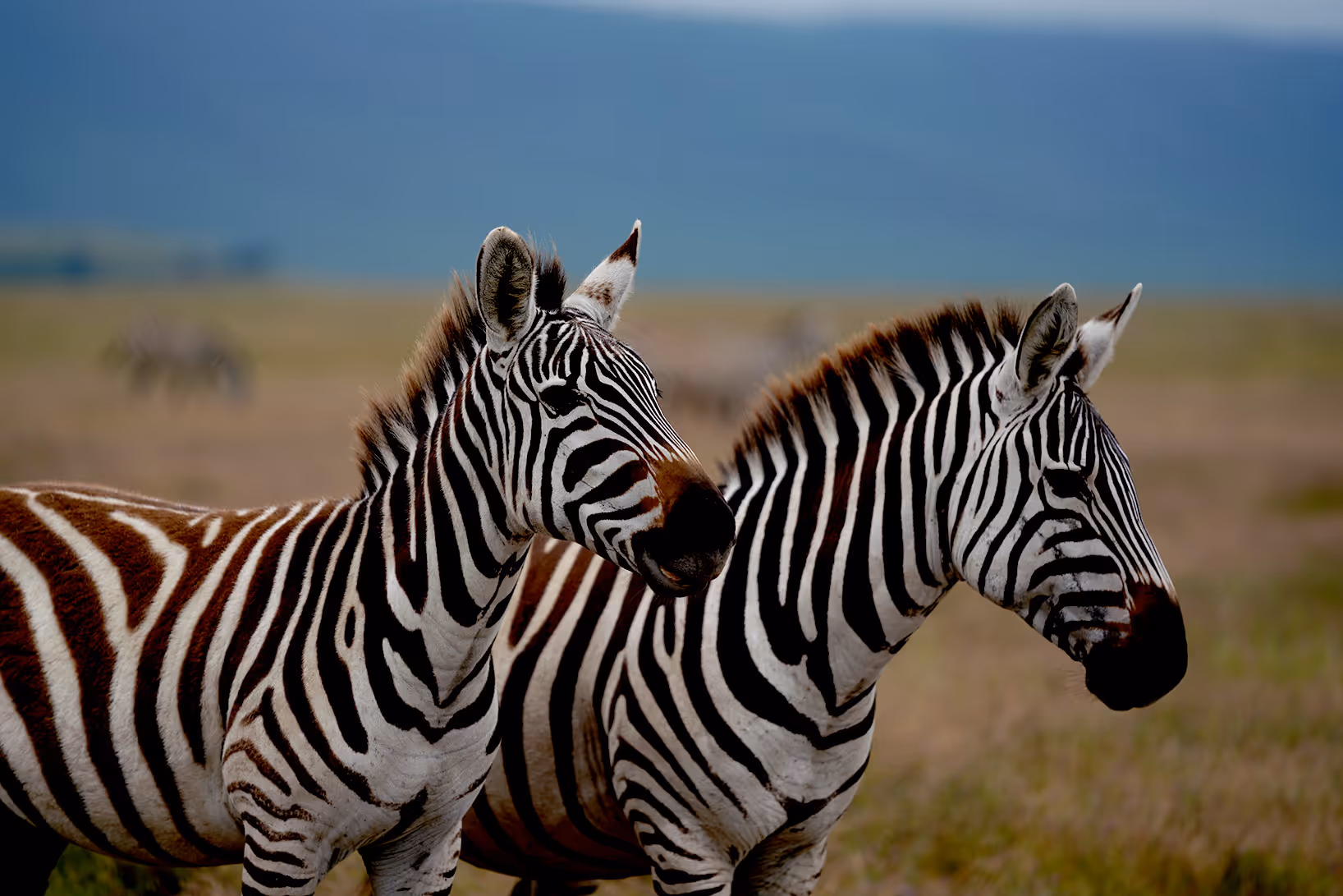 Two zebras standing side by side