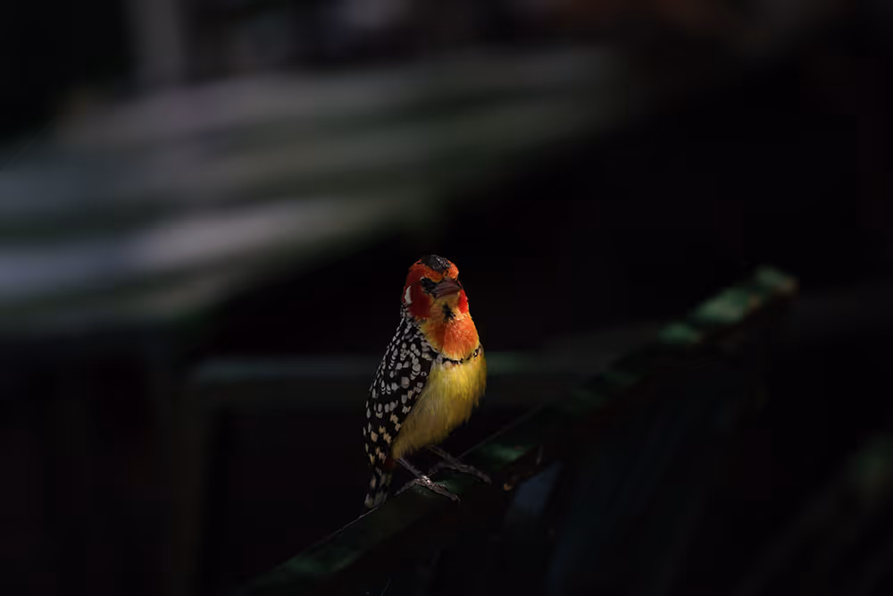 A little bird