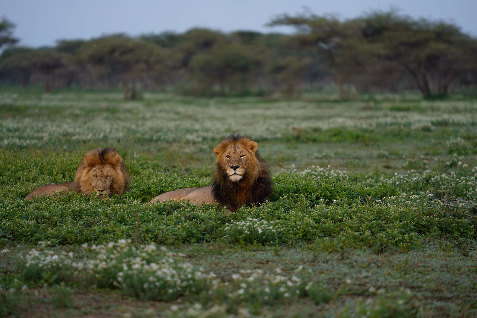 Lion