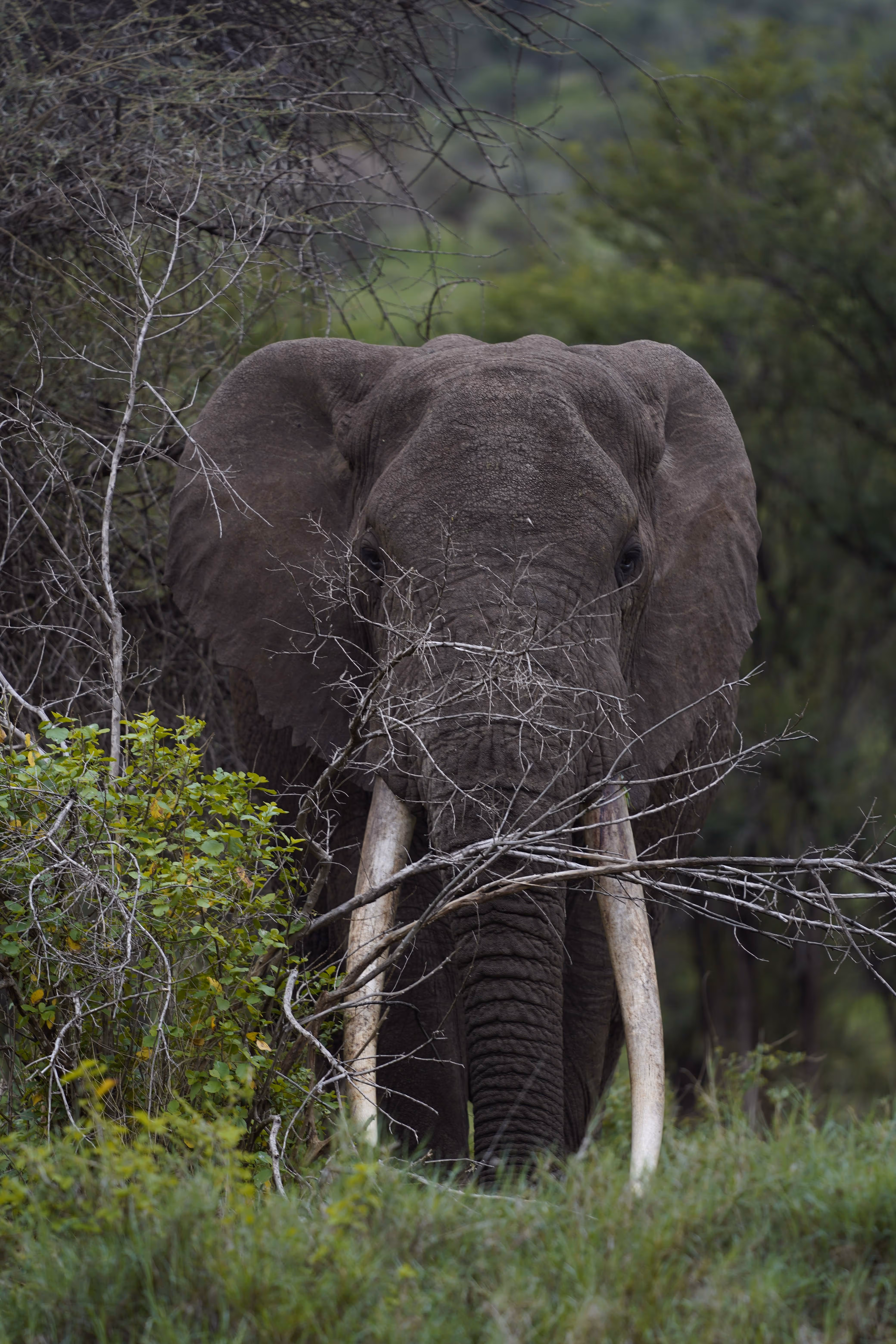 Elephant