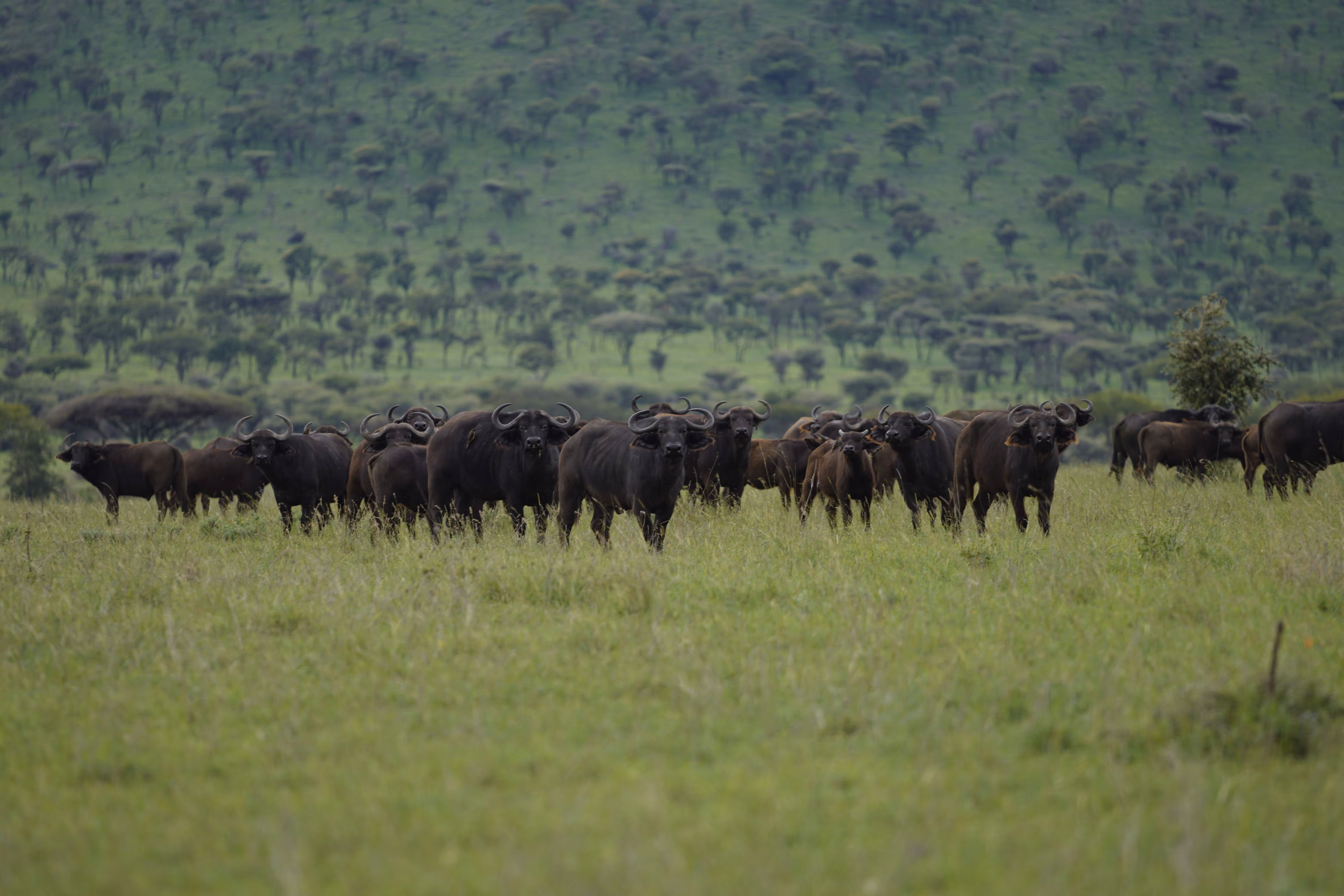Large buffalo herd in grassland