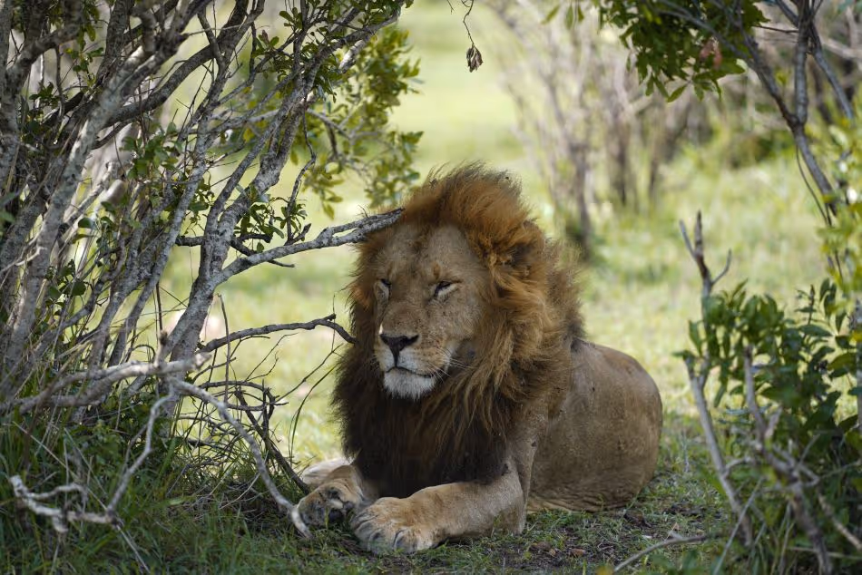 Lions resting under tree.