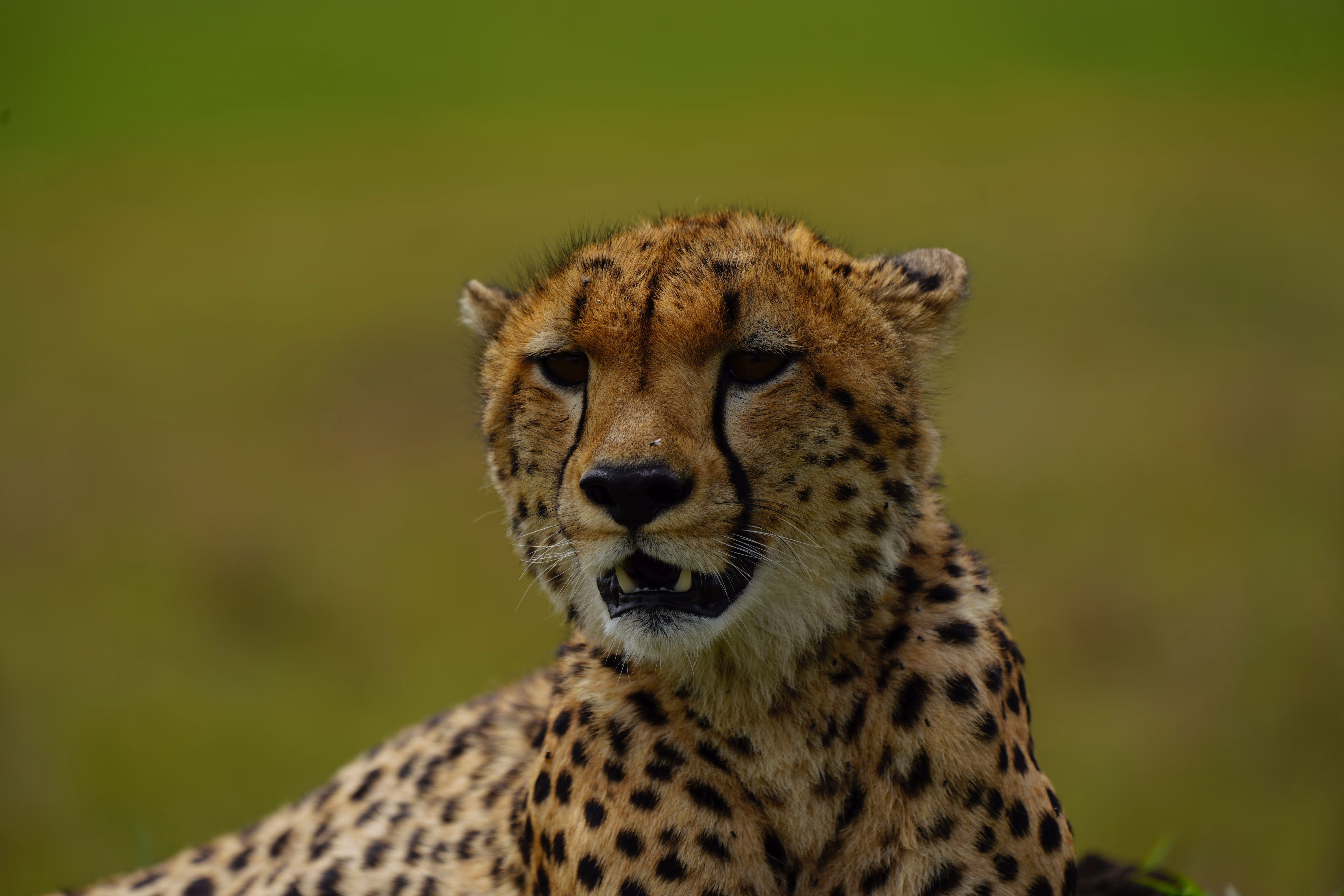 Cheetah lying on green grass