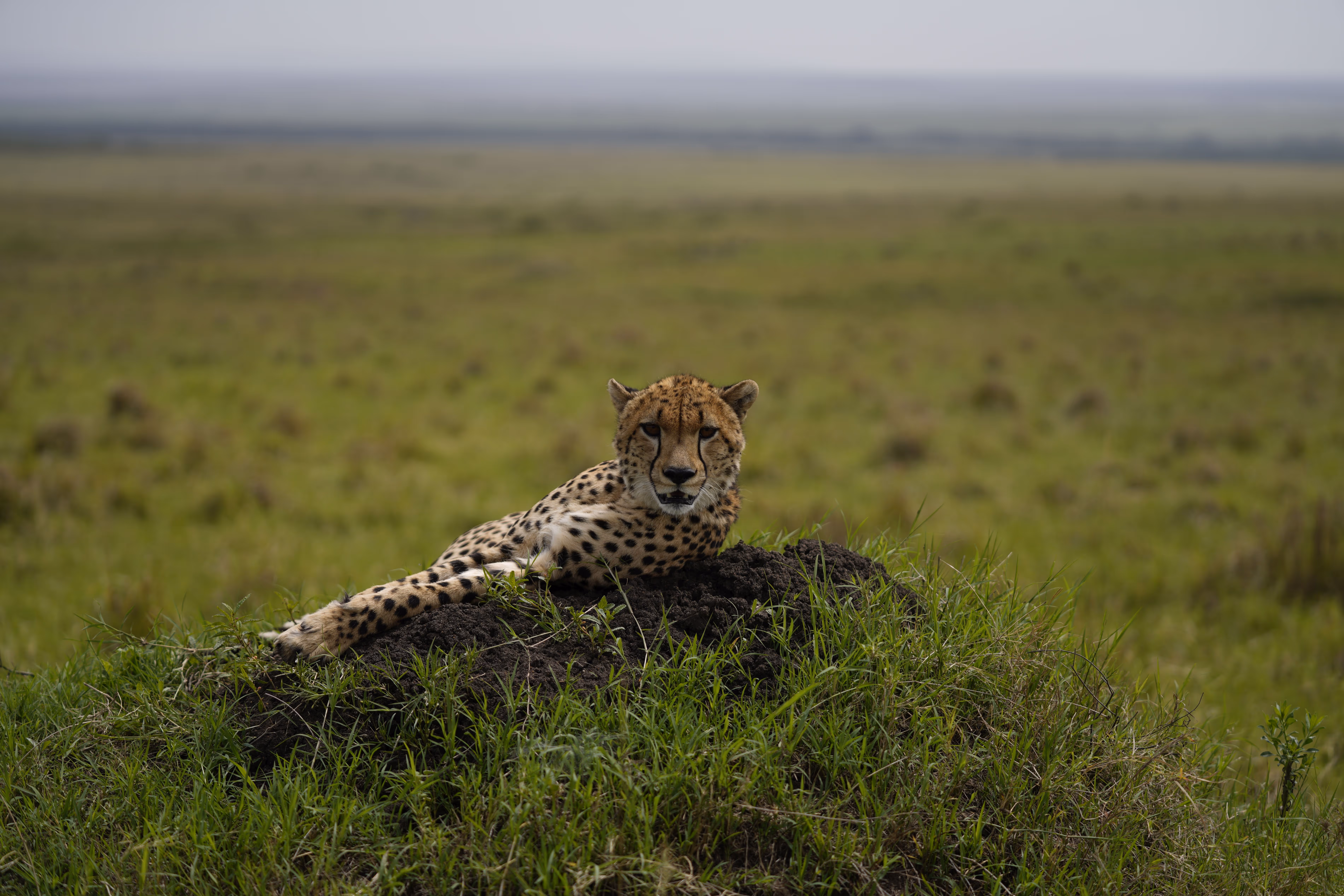 Cheetah lying on green grass