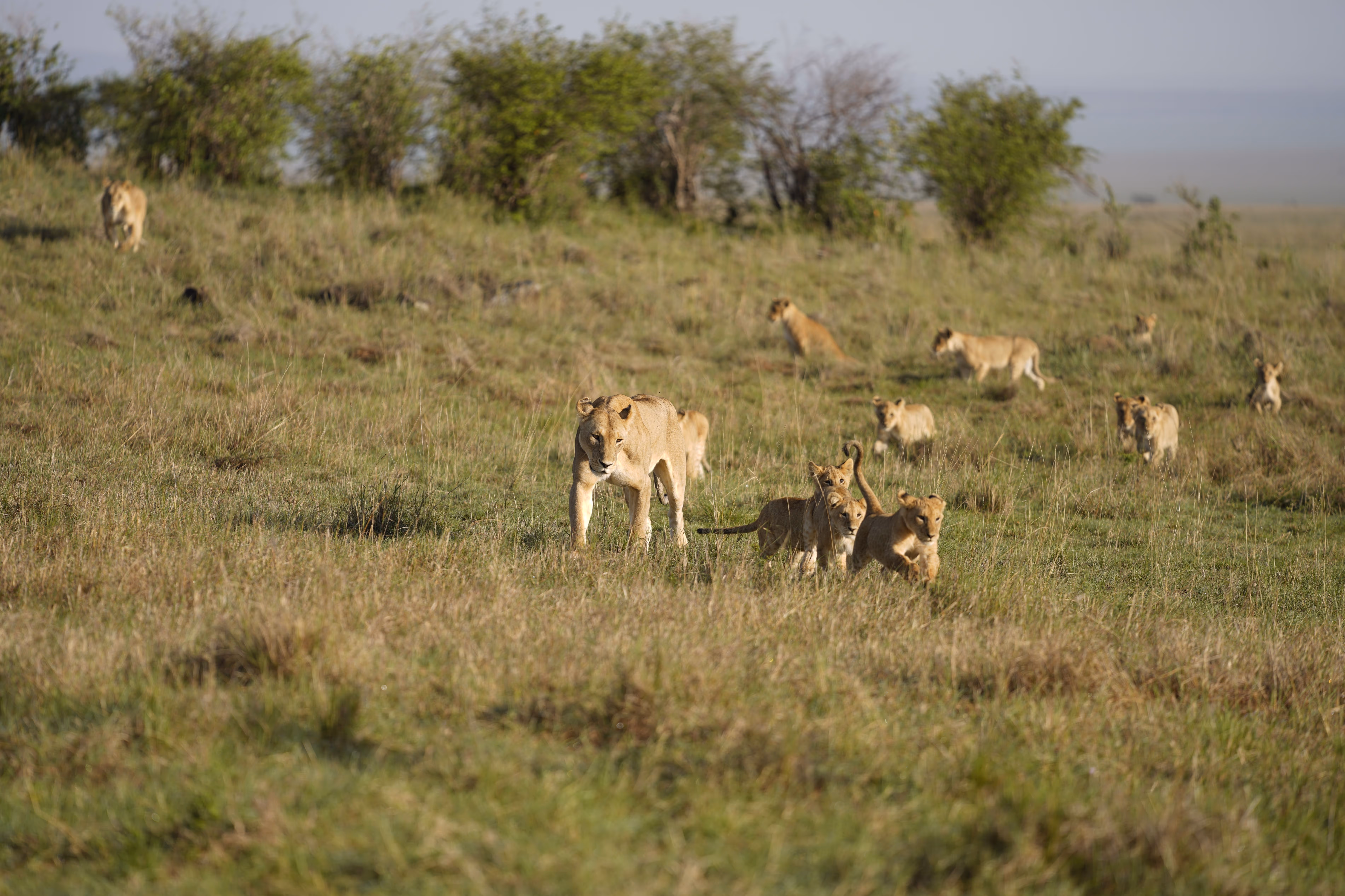 Lions