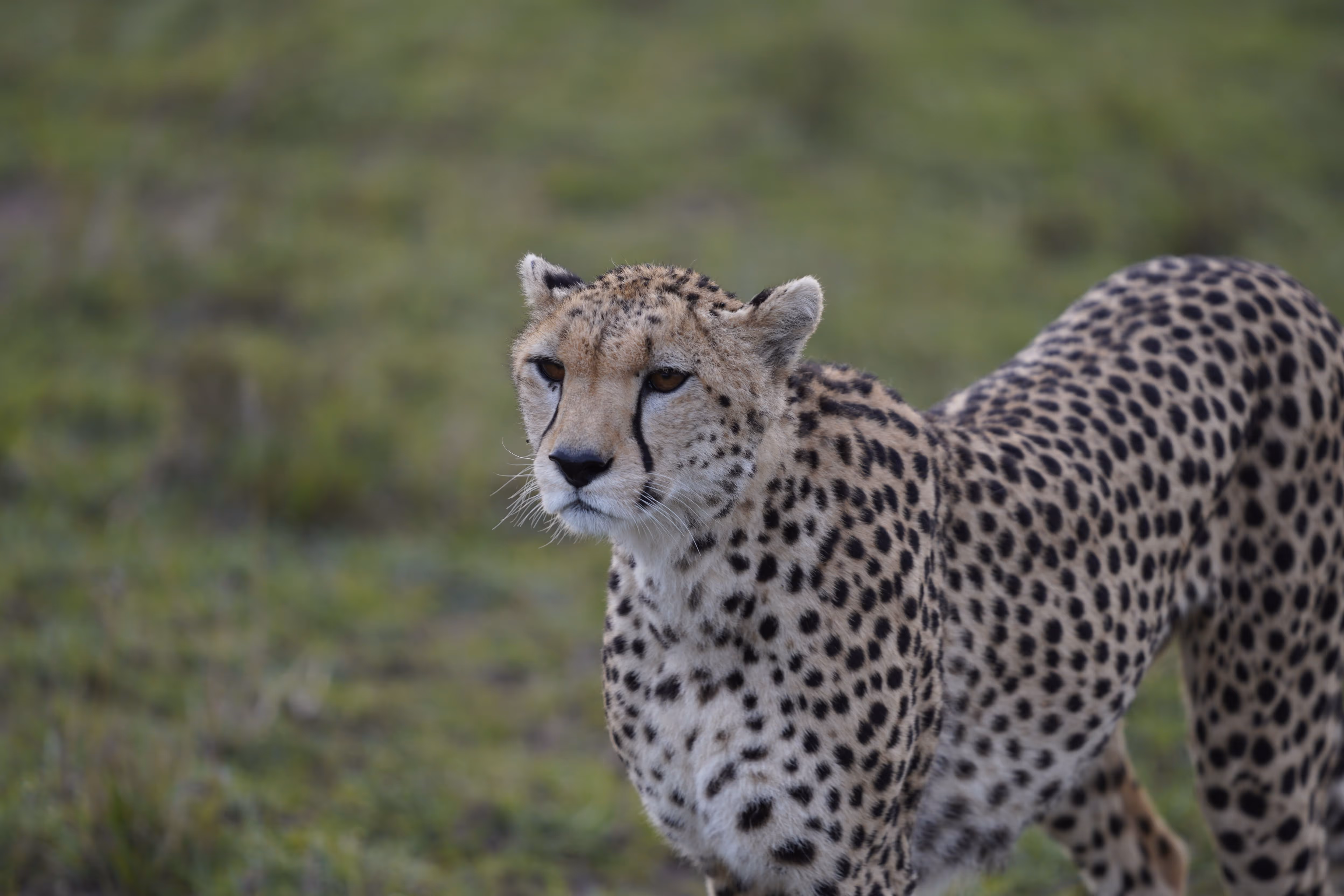Spotted leopard resting outdoors