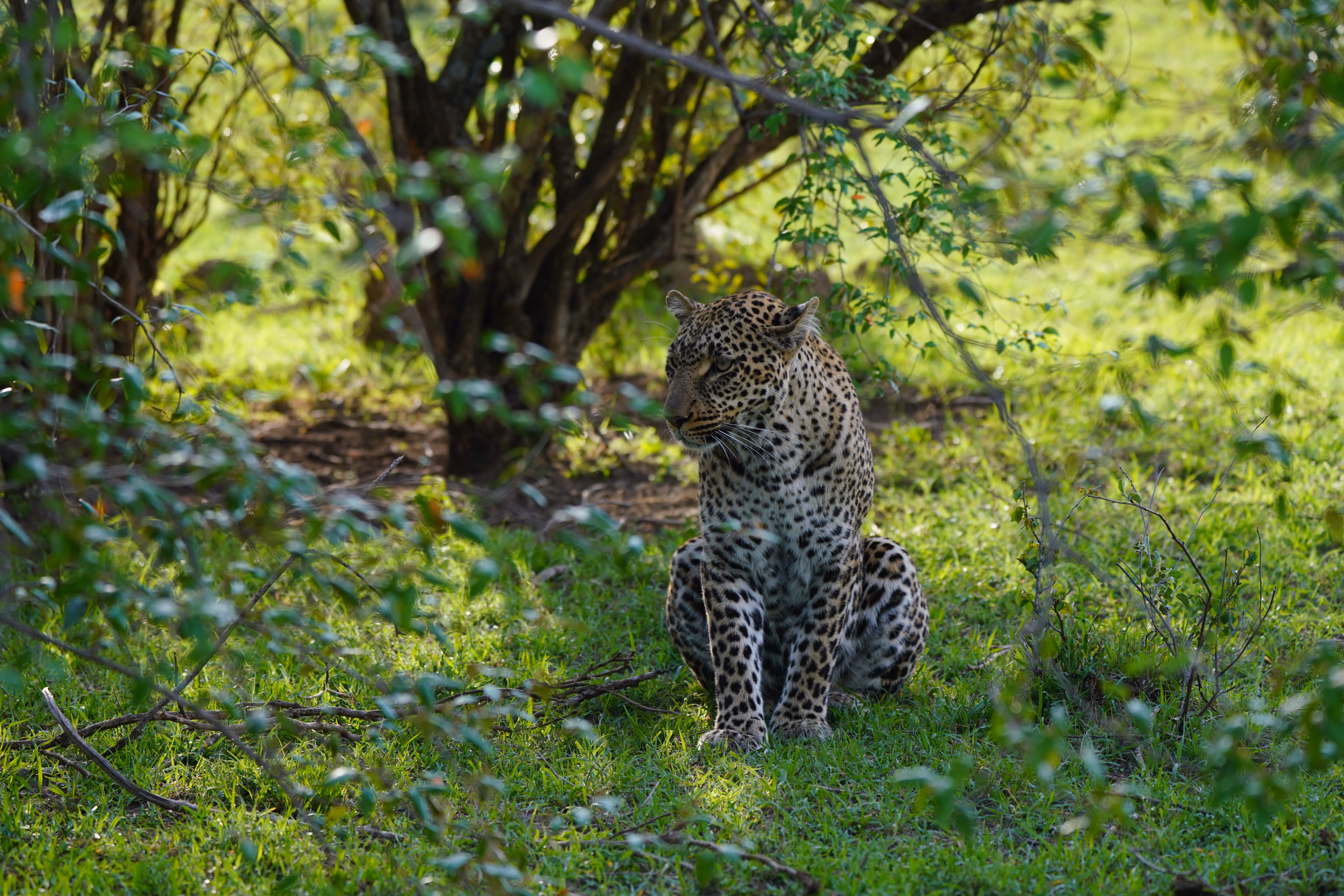 Tiger in Forest
