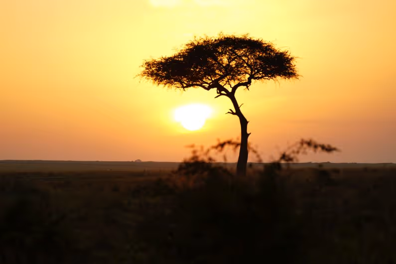 Tree at sunset