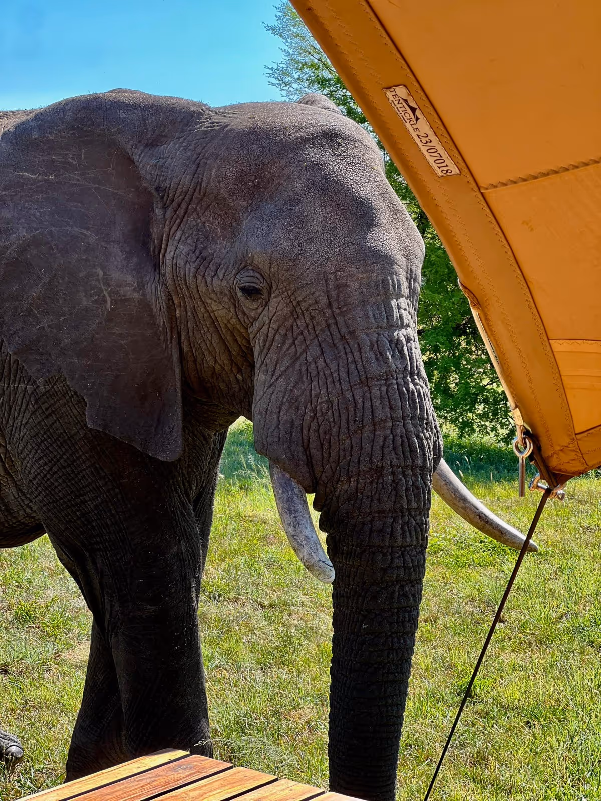 Elephant under a tent structure