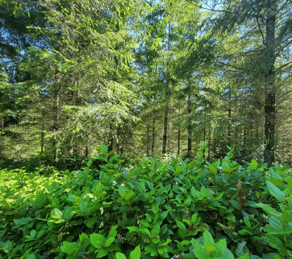 Fresh salal in a Pacific Northwest forest, representing Continental Floral Greens’ wild harvesting practices