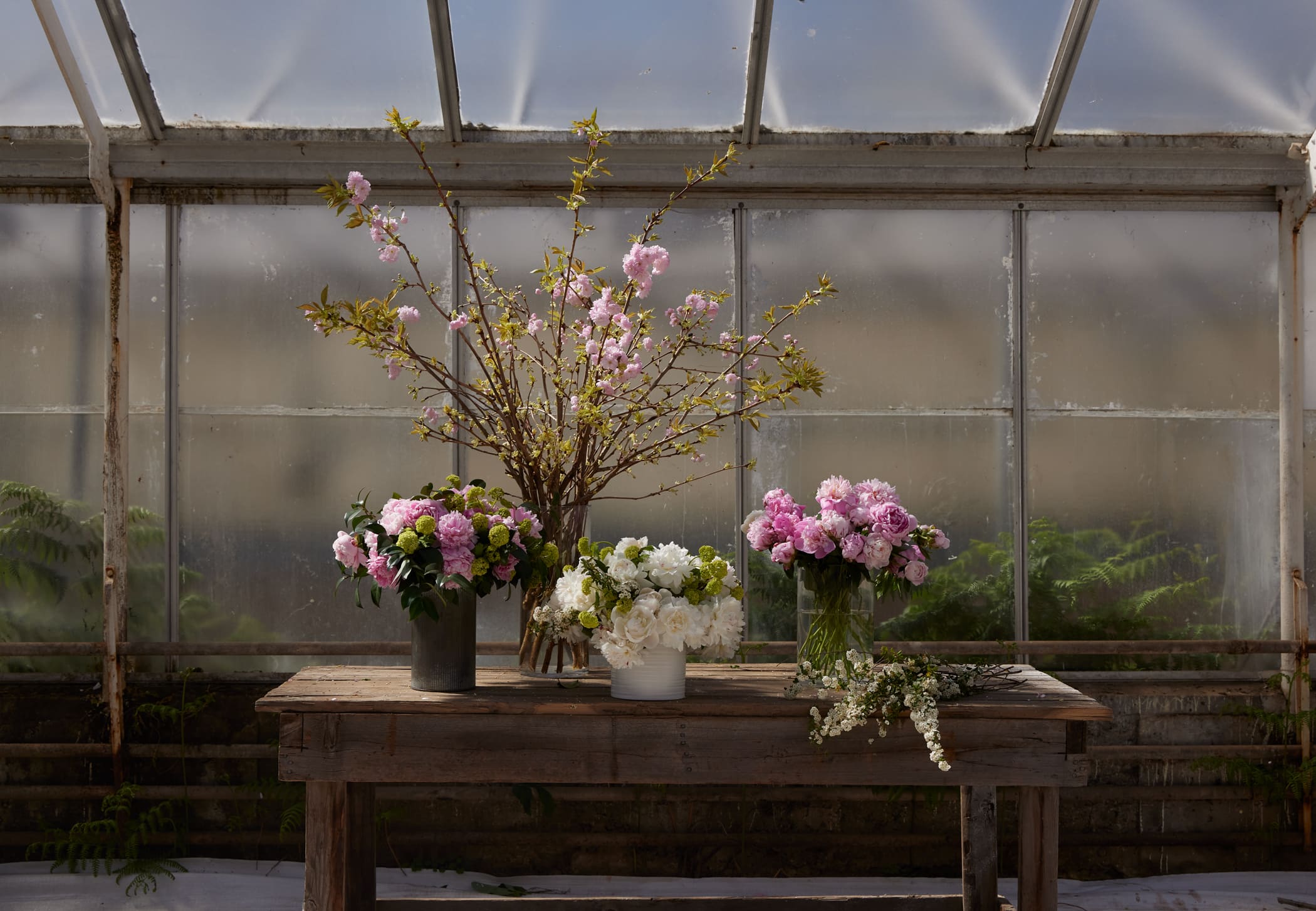 Flowering cherry blossom branches arranged with spring blooms on a wooden table inside a greenhouse