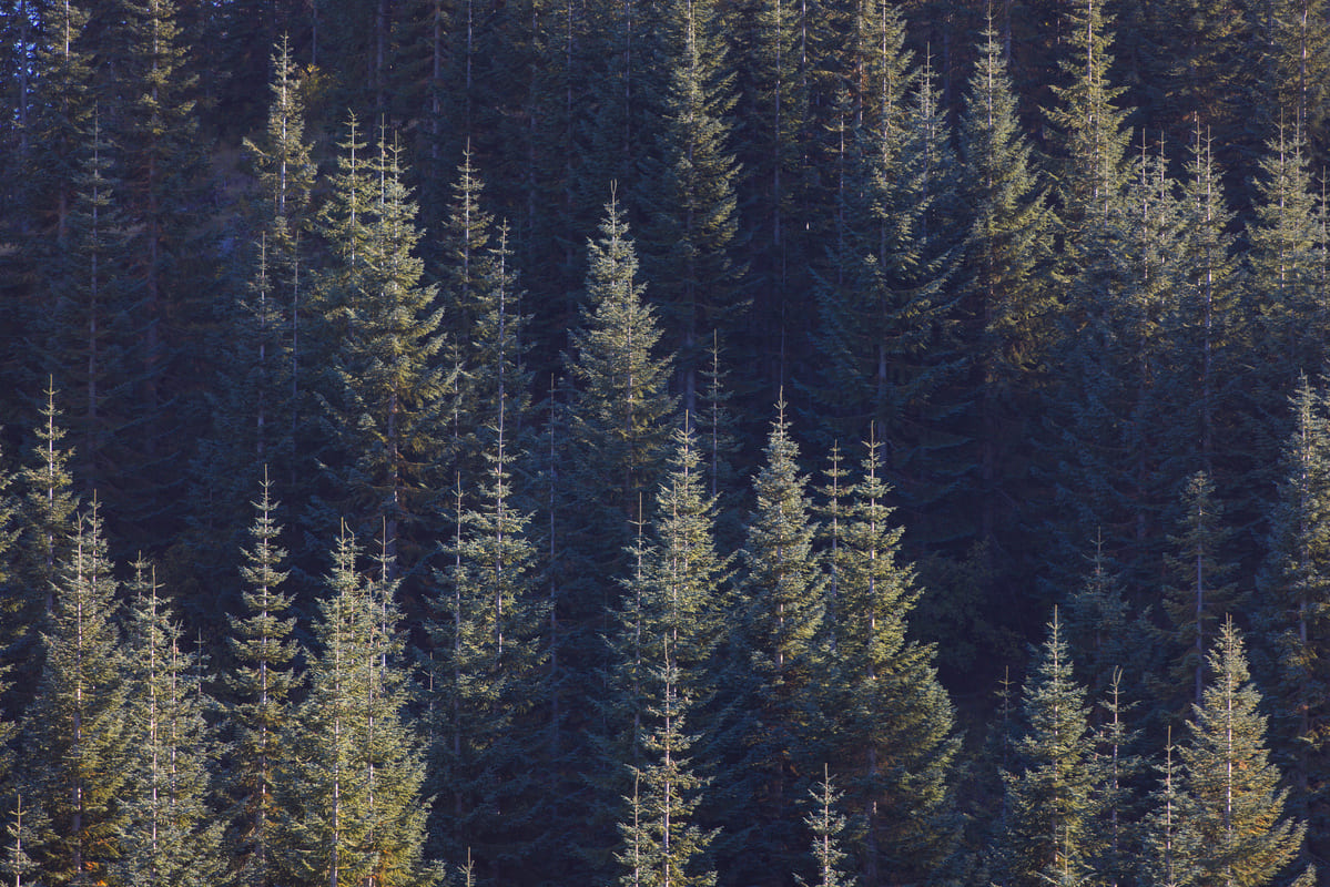 Continental Farm and Forest header image showing a forested landscape in the Pacific Northwest