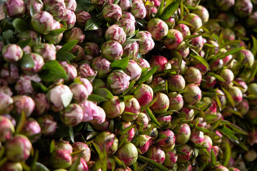 Freshly harvested peony buds at CFG’s Forest Grove farm in Oregon