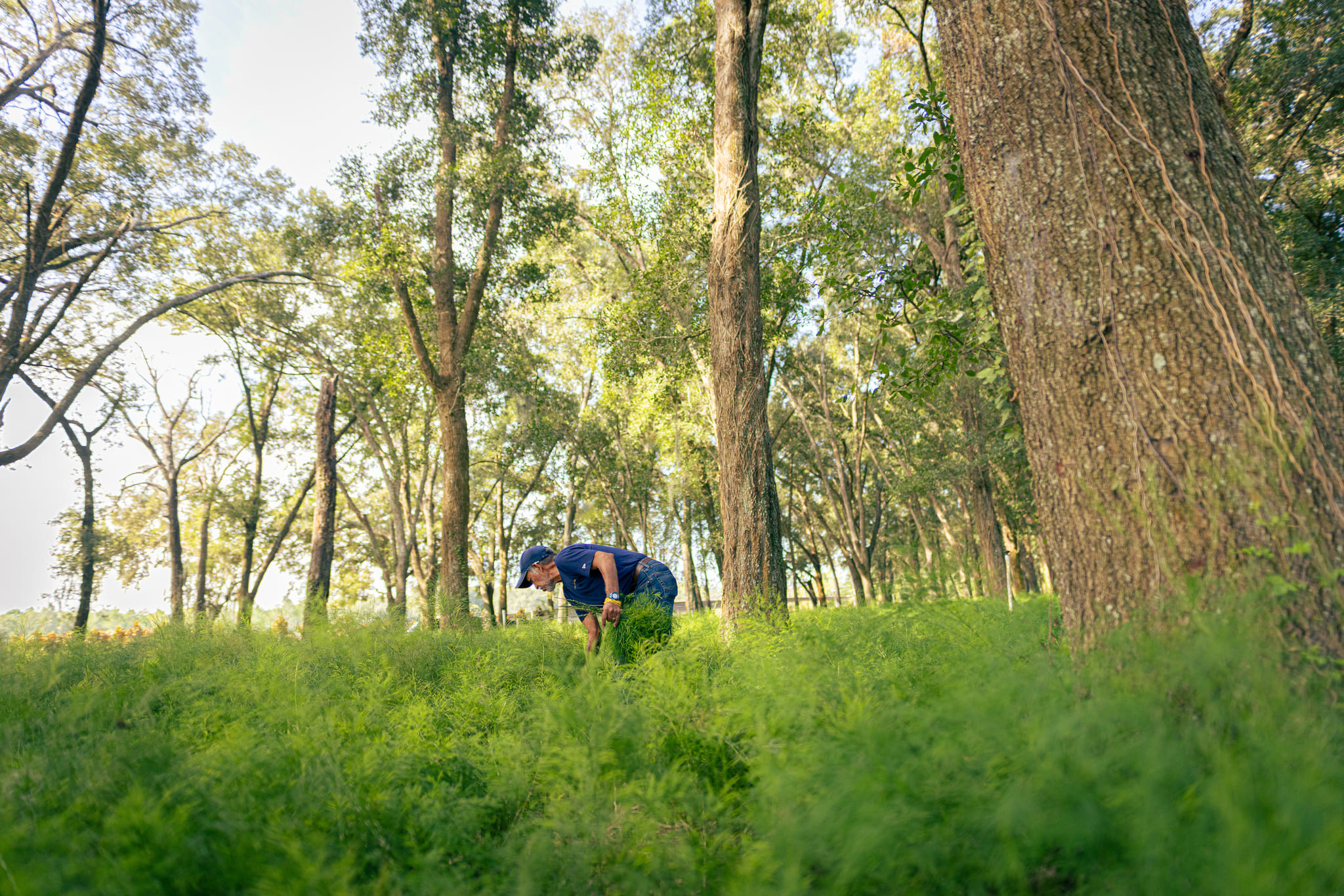 Tree Fern Farm