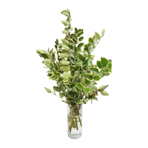 Jack Frost Ligustrum stems with glossy green and creamy white variegated leaves in a clear glass vase