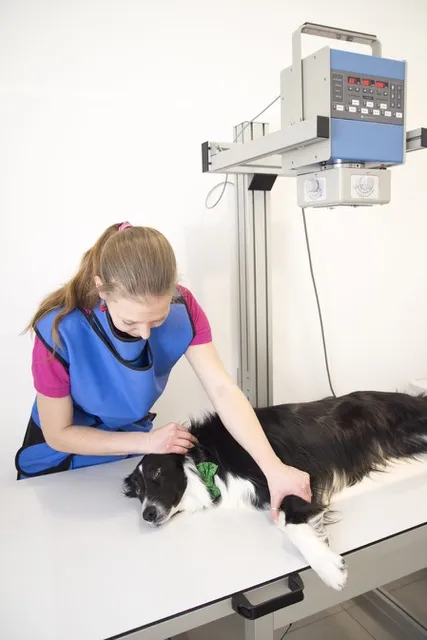 Fotka z vyšetření RTG