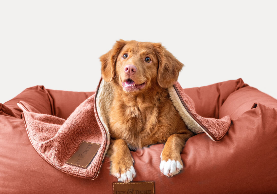 Story - Veterinary X Webflow Template