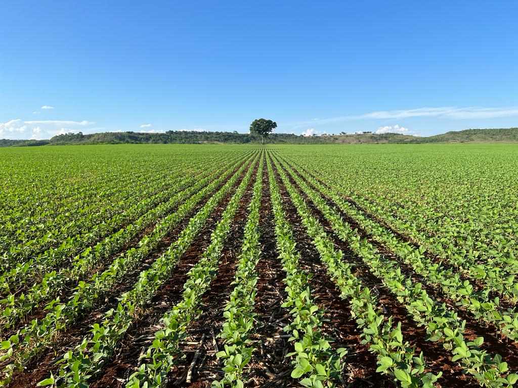 Soja em fase inicial de desenvolvimento, destacando o vigor das plantas e o início do ciclo produtivo.