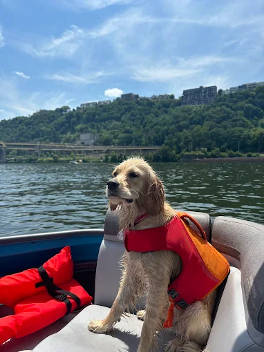 A wet golden retriever puppy in a red and orange dog life jacket sitting on a pontoon seat, with Mount Washington behind.