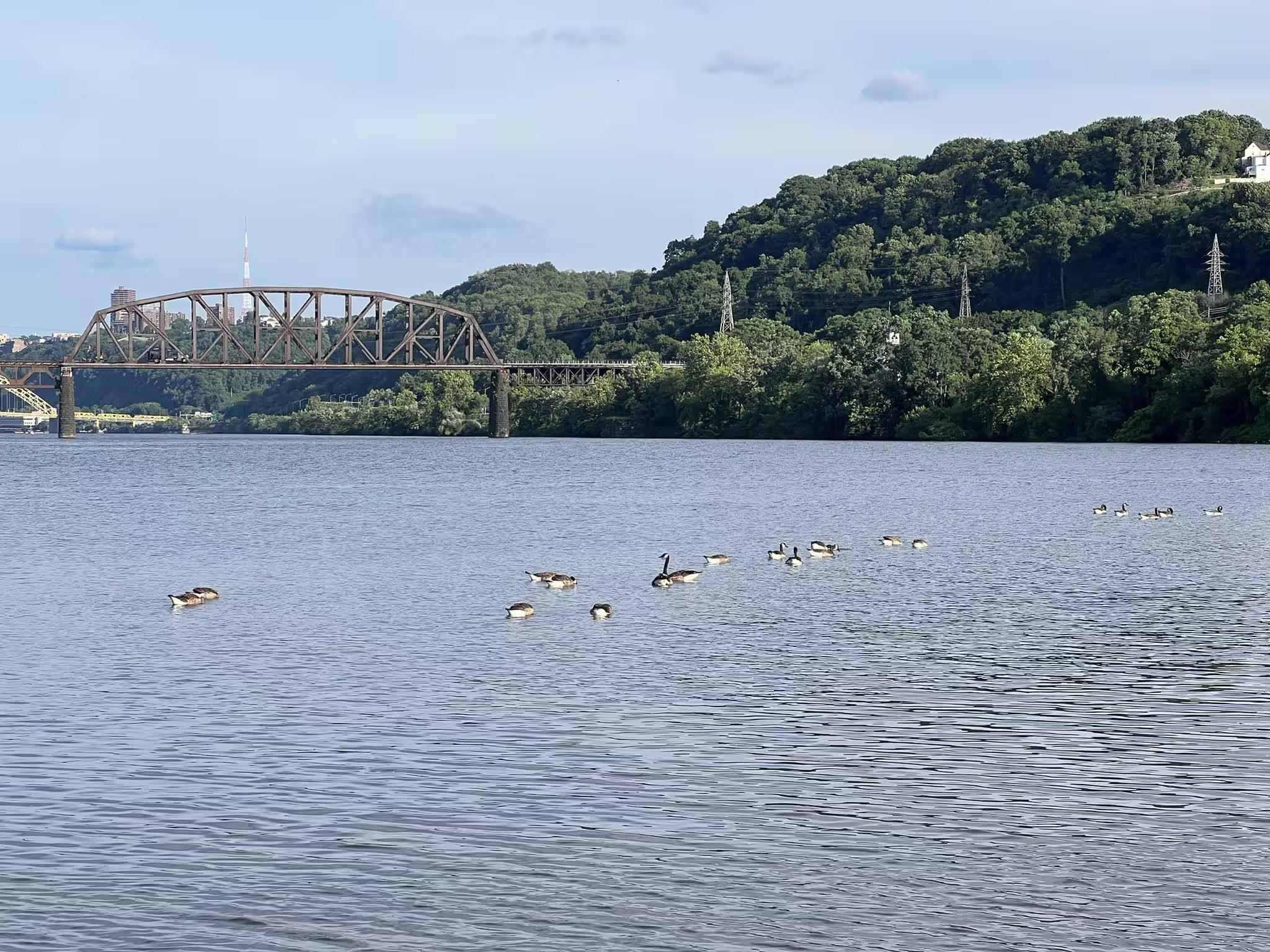 A flock of Canada geese floating on a river below a steel railroad truss bridge and a green hillside