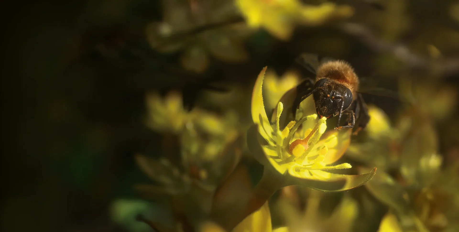 Een bij verzamelt nectar op een gele bloem met scherpe details van bloembladen en meeldraden.