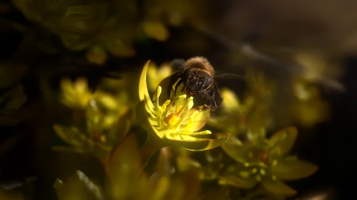Westfalia Fruit Bee