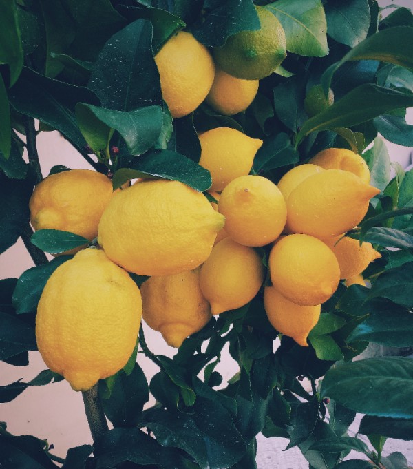 lime