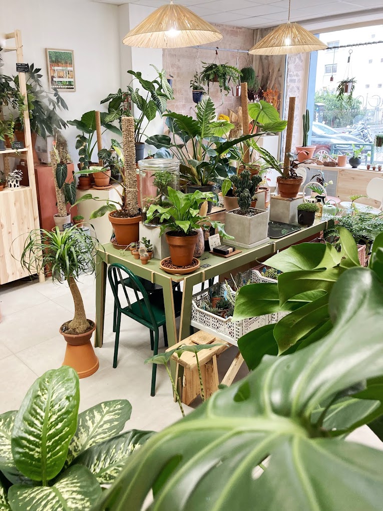 Vue de boutique avec divers plantes d'intérieur