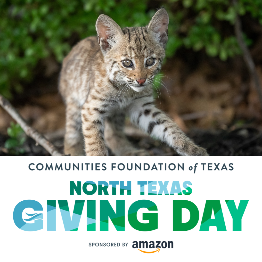 What Is North Texas Giving Day? 