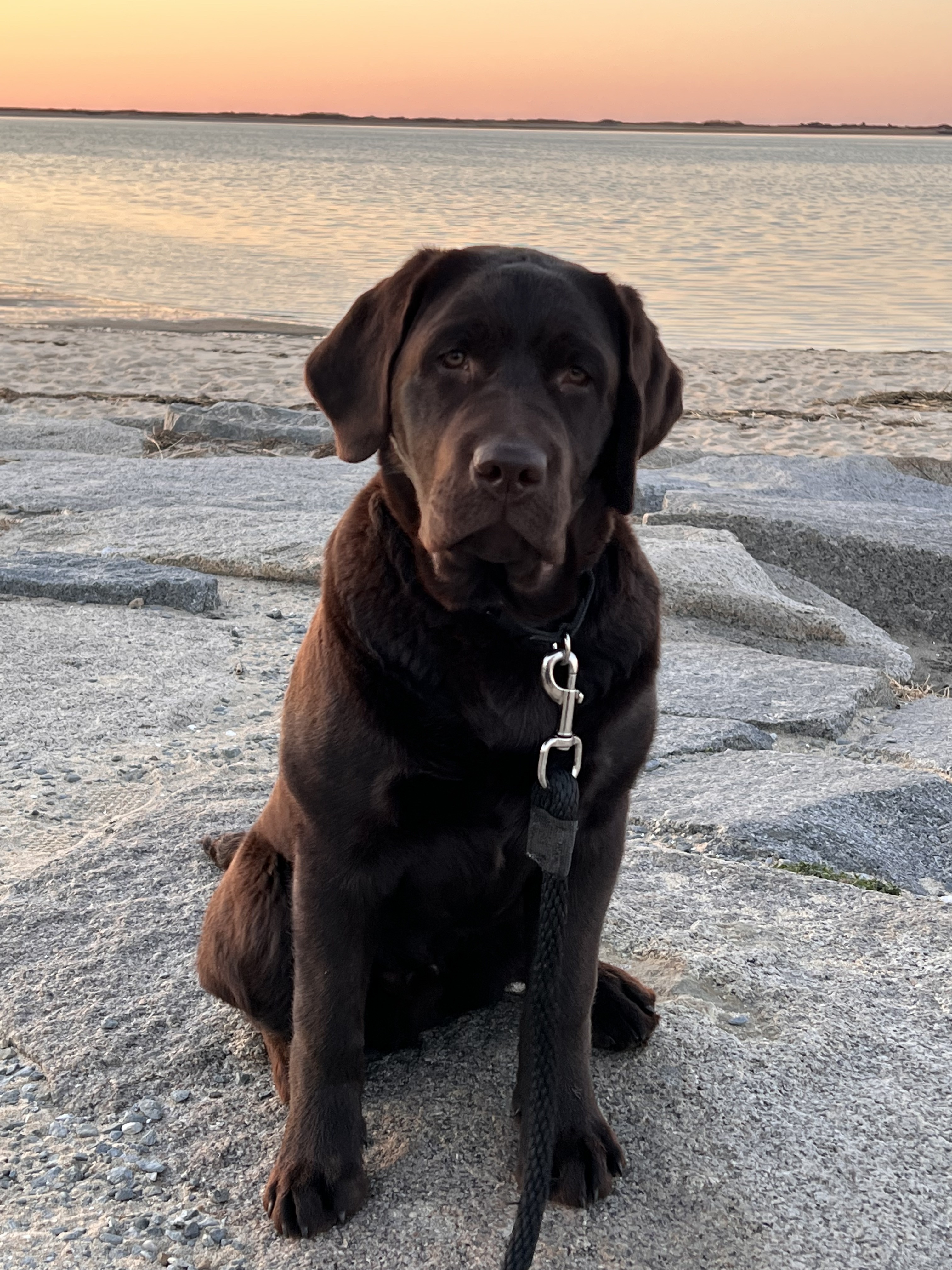 Chocolate Labrador retriever sitting on rocky ground near a beach at sunset.