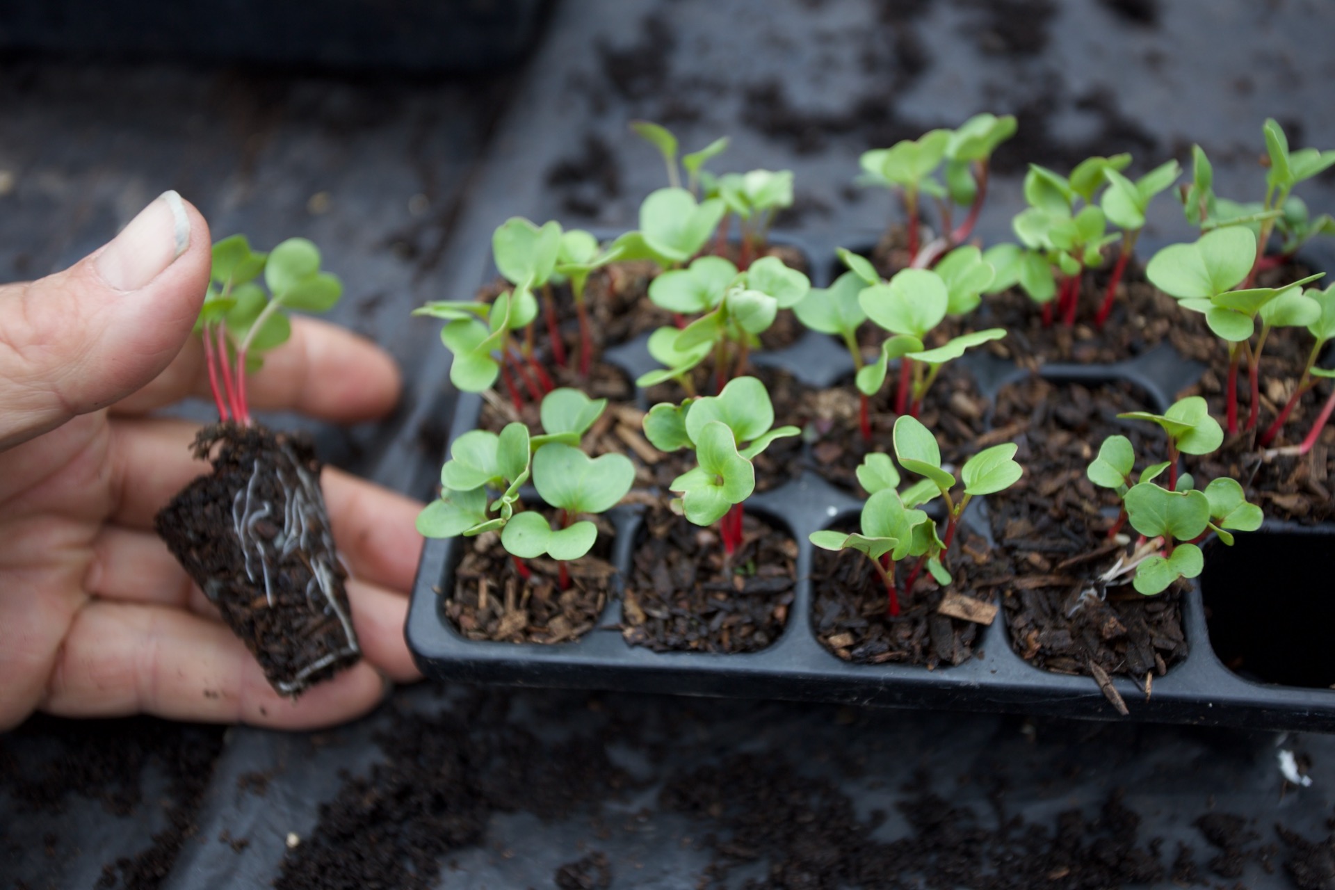 Radish multisown in an experimental mix of year old woodchip