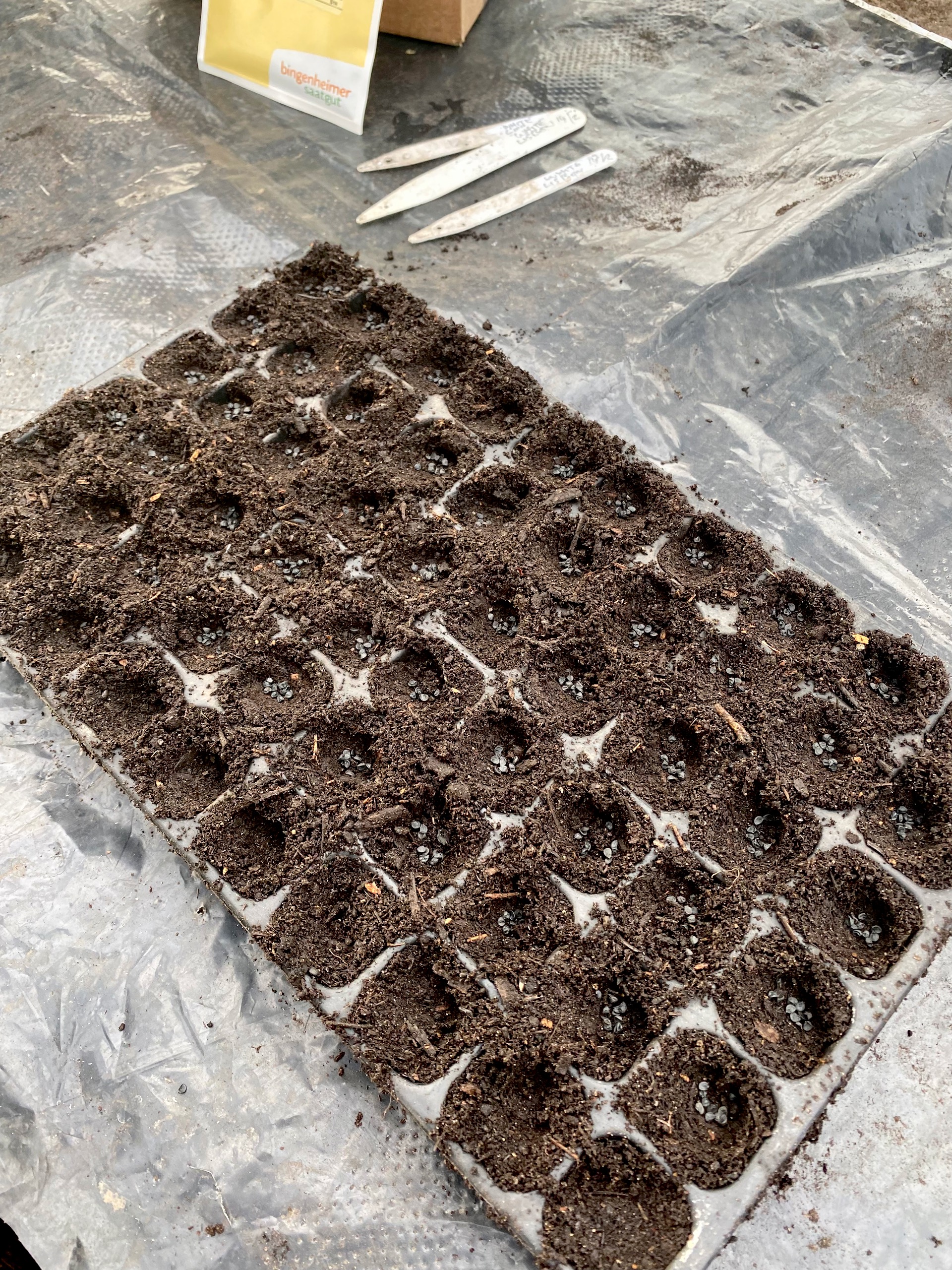 Multisowing spring onions, 8 to 10 seeds per cell