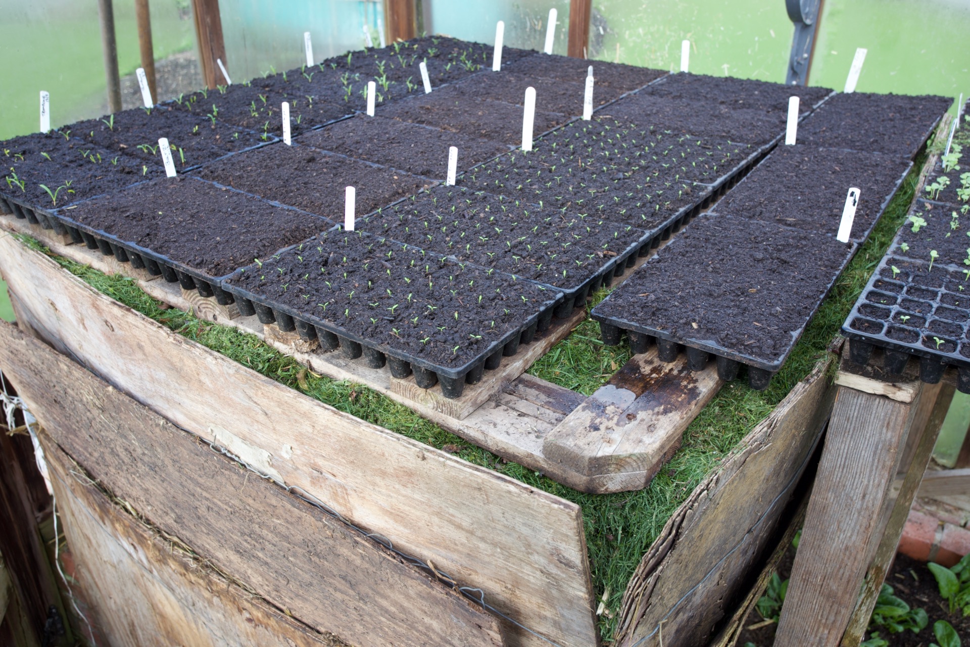 Hotbed 25th February 2024, for speeding seedling growth