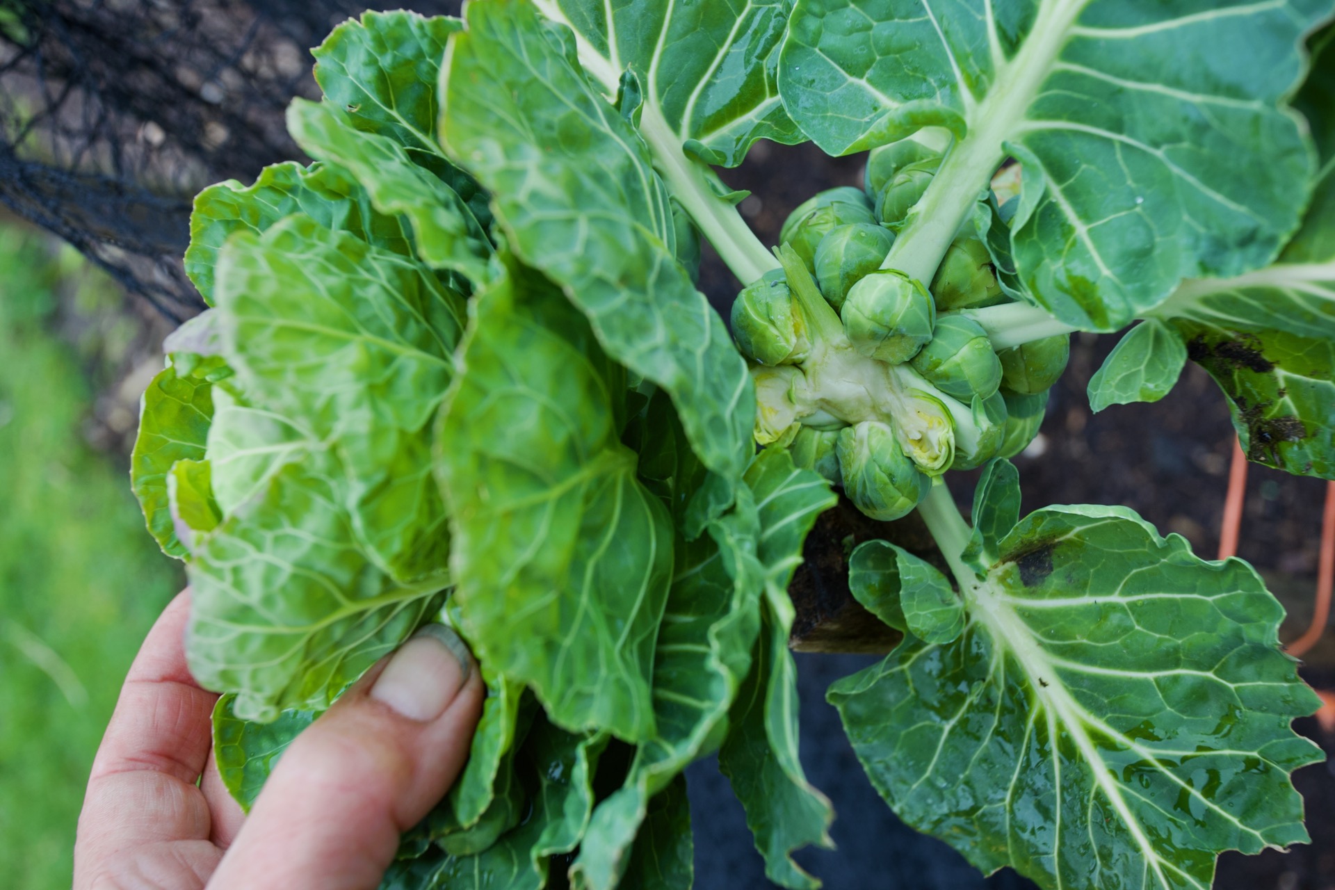 Brussels sprout tops in mid-February are superb flavour and a welcome green to eat