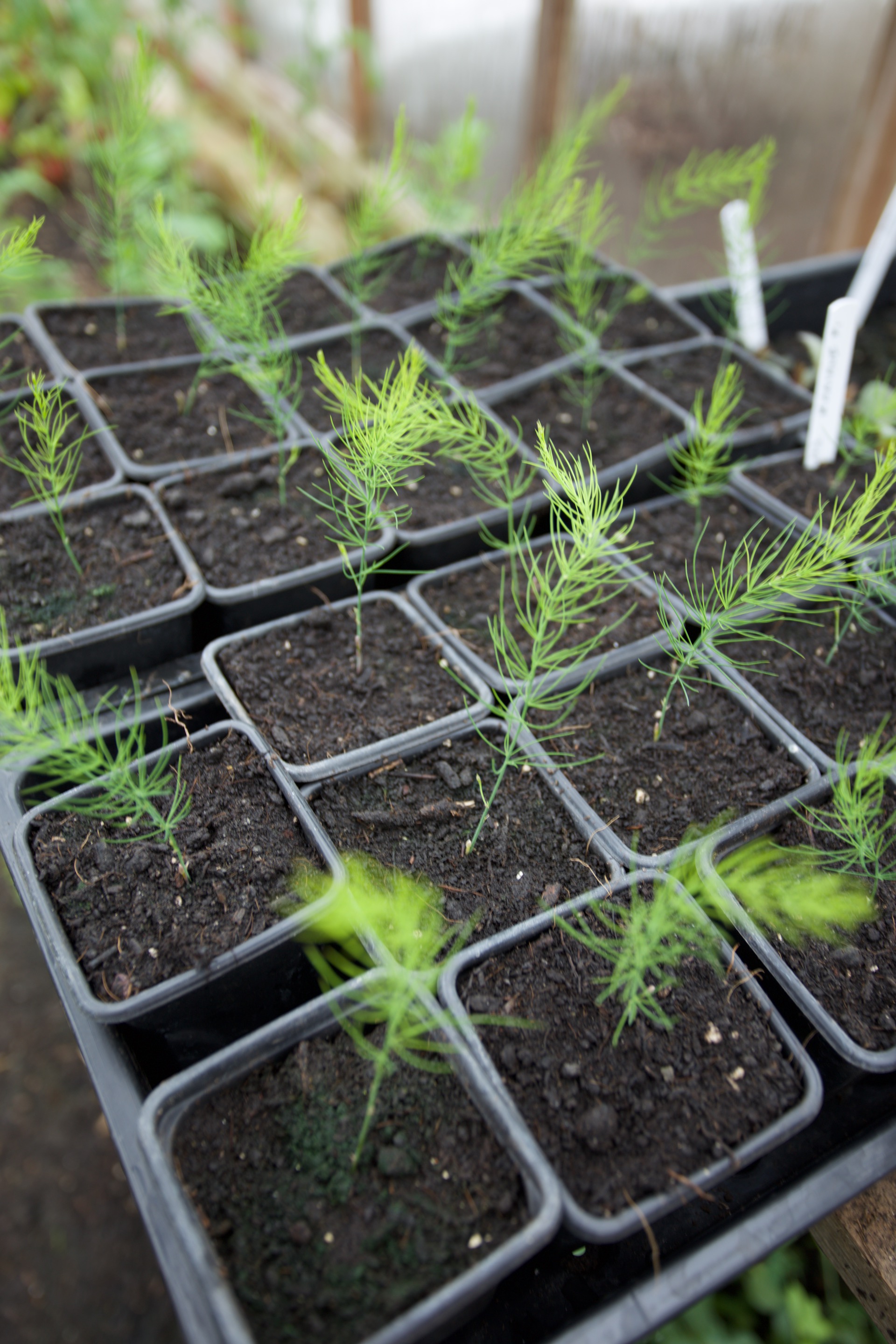 Asparagus seedlings were started in CD modules, then potted on, April 2022
