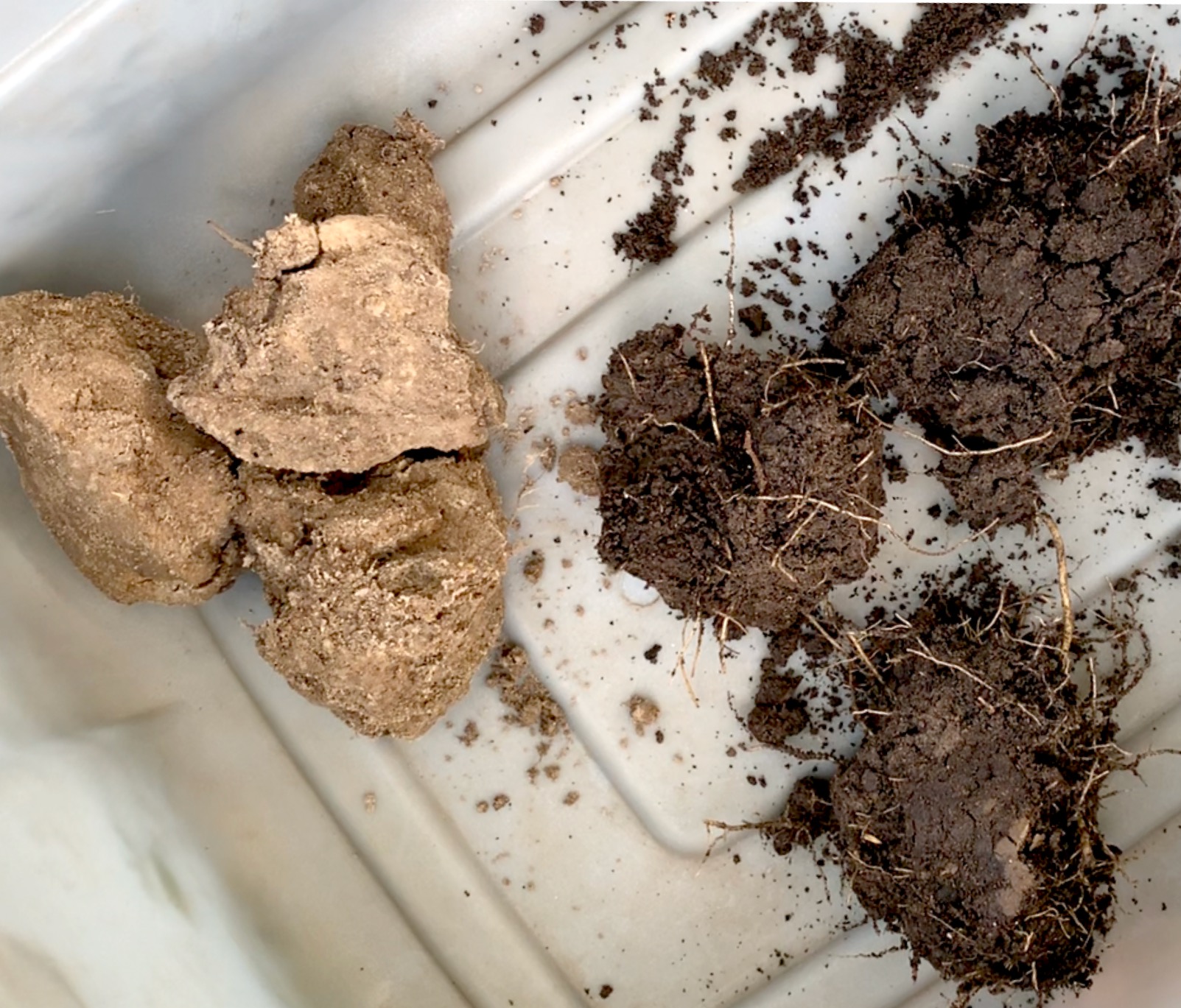 Soil differences between a nearby vineyard, no compost, and Singing Frogs farm in California