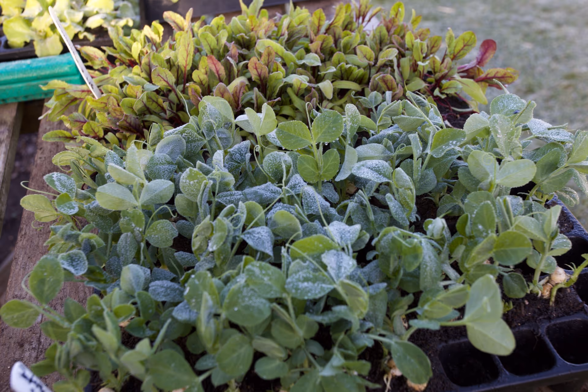 Spring plantings like pea, beetroot, onion and lettuce are hardy to frost