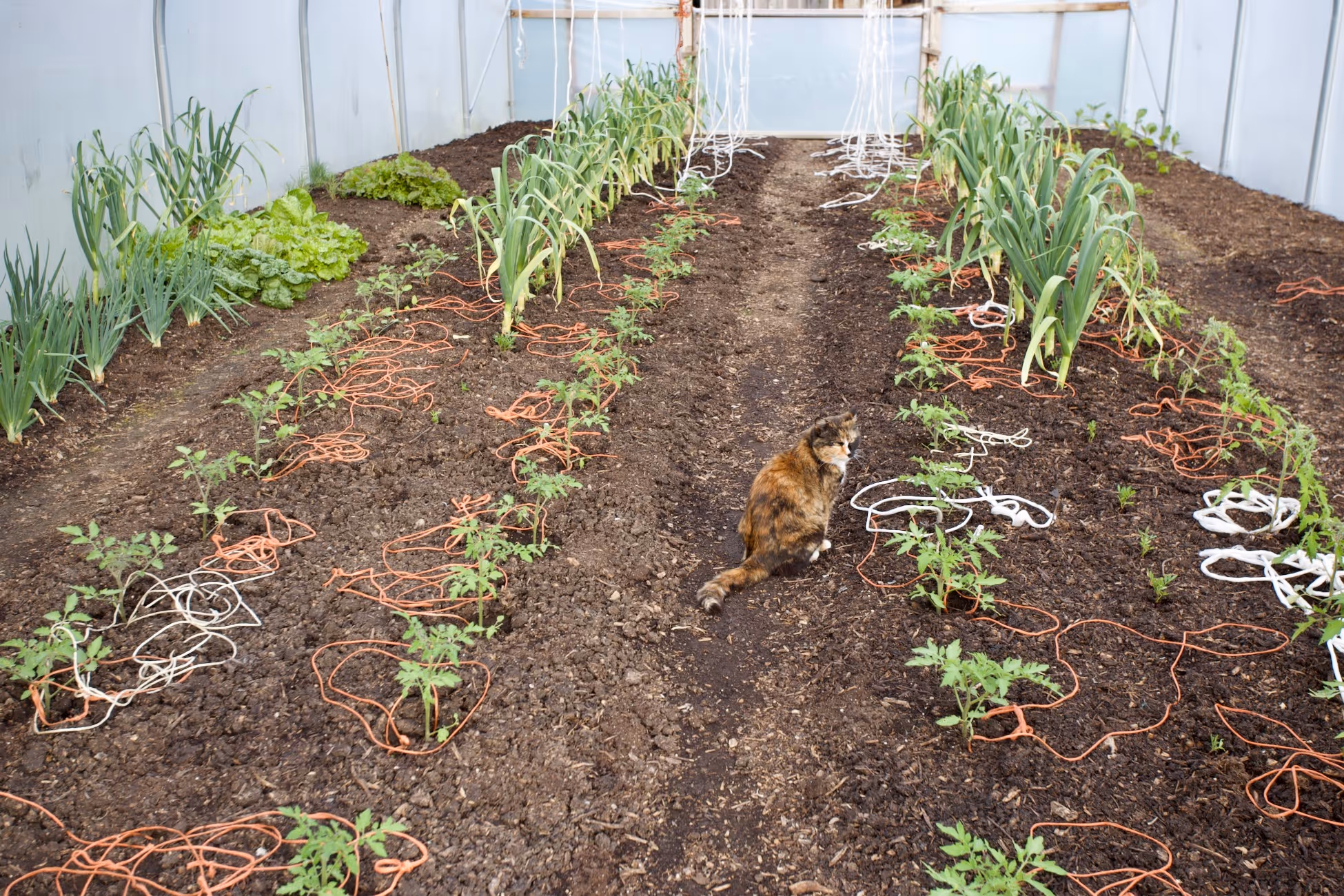 No dig polytunnel 1st May after we cleared winter salads