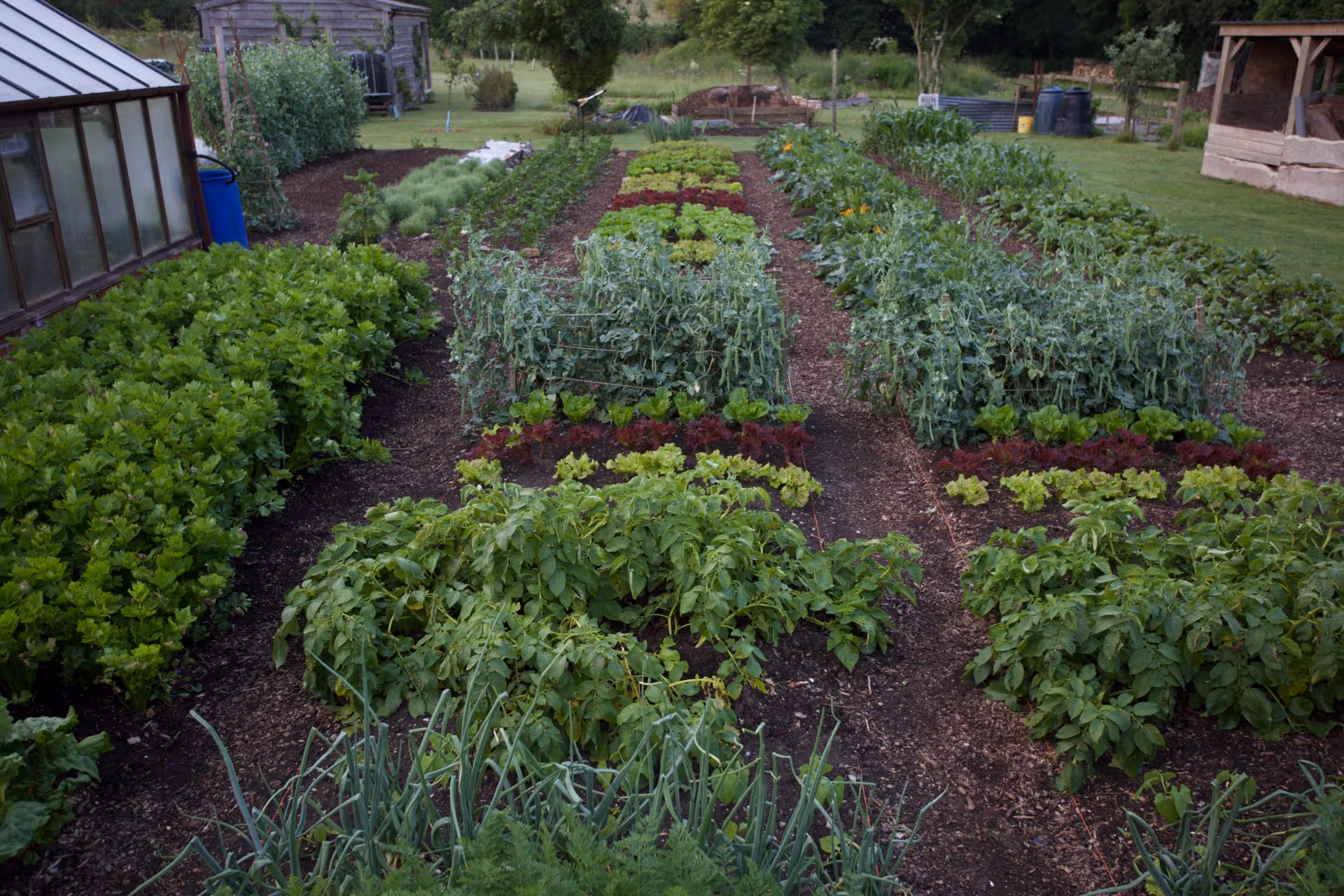 No dig beds are almost all full now, but vegetables keep finishing and then we replant