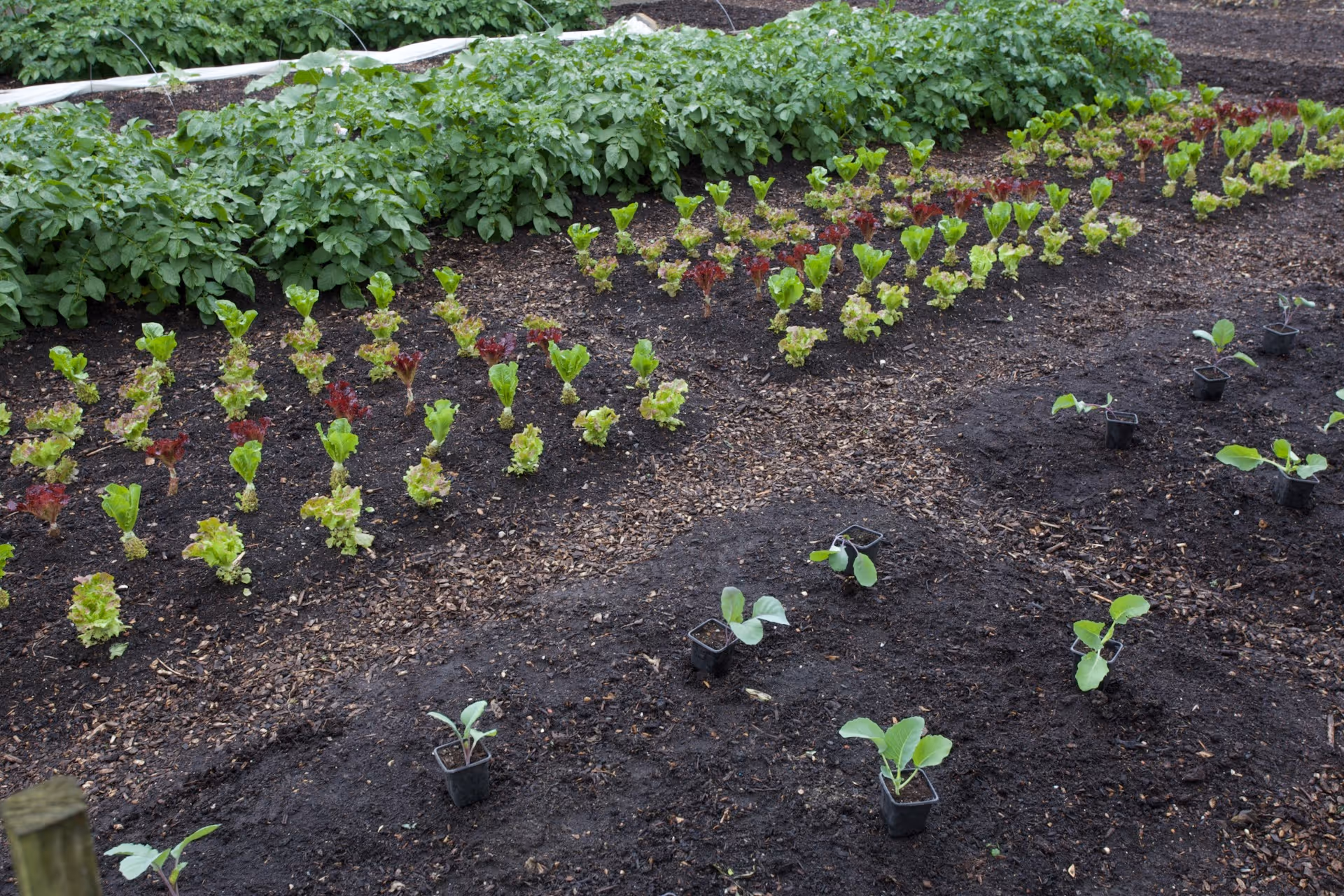 Plant rotation is not mandatory, potatoes in 11th year same bed, lettuce 9th year same bed