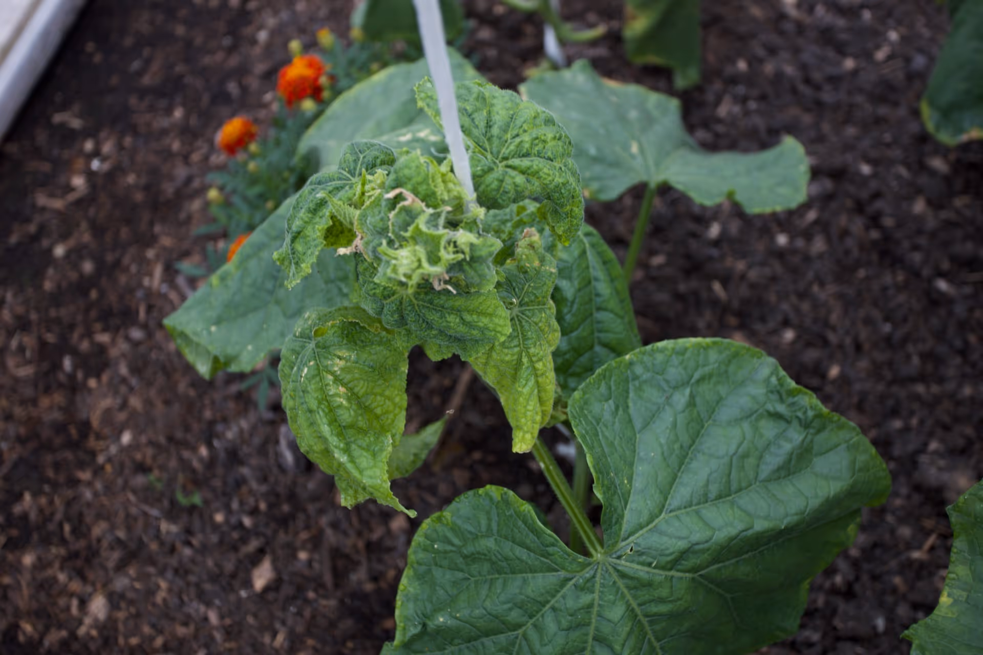 Polytunnel cucumber sadly afflicted, uncertain problem